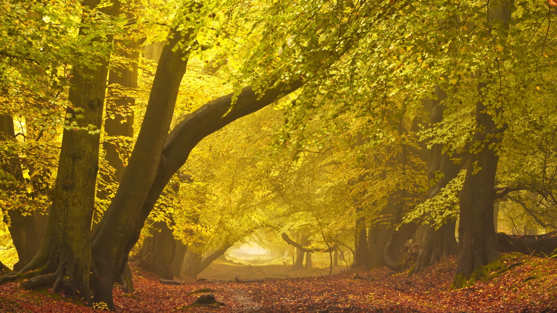 General 1920x1080 plants trees path forest fall yellow