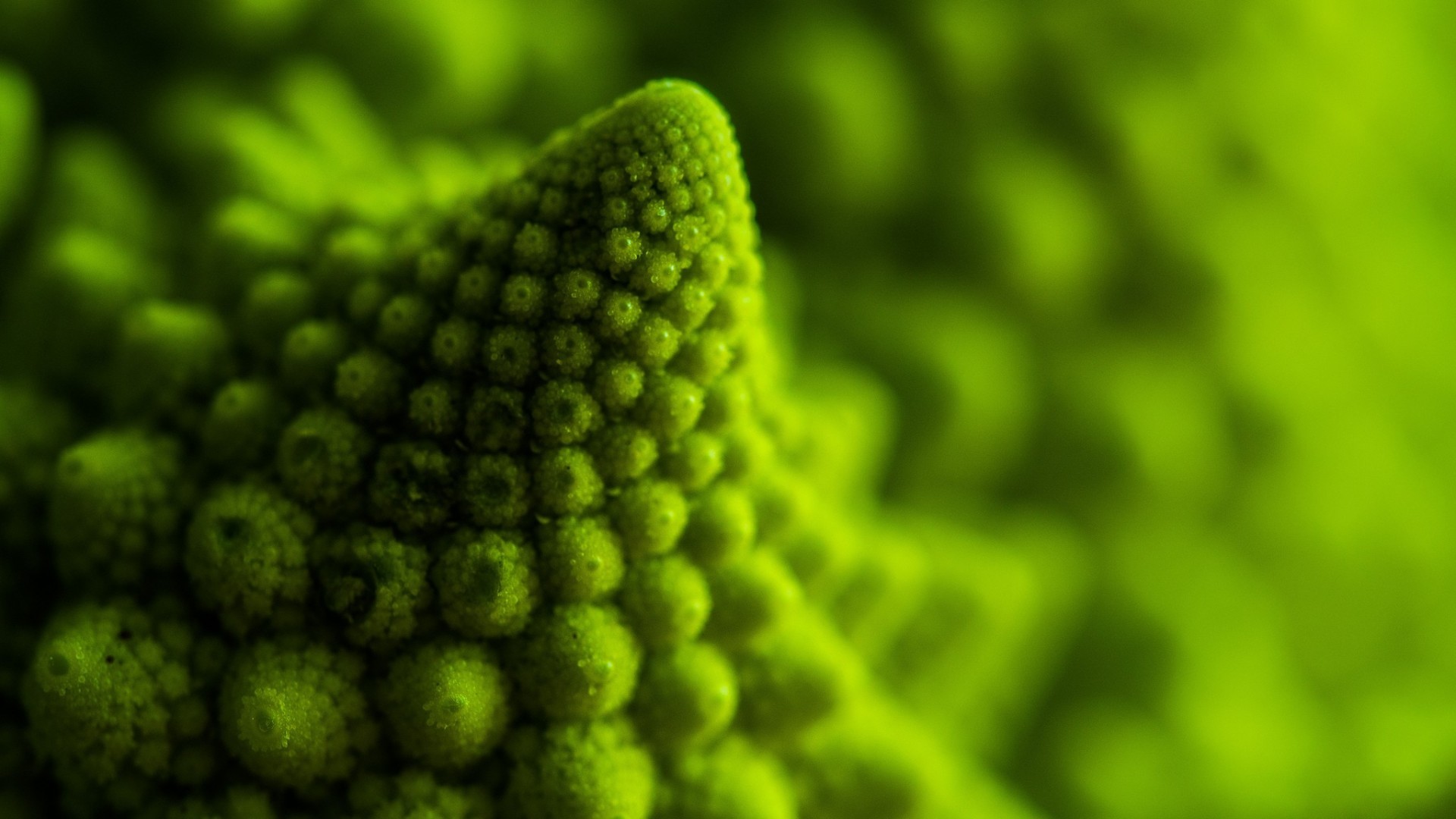 General 1920x1080 romanesco food macro green depth of field fractal closeup