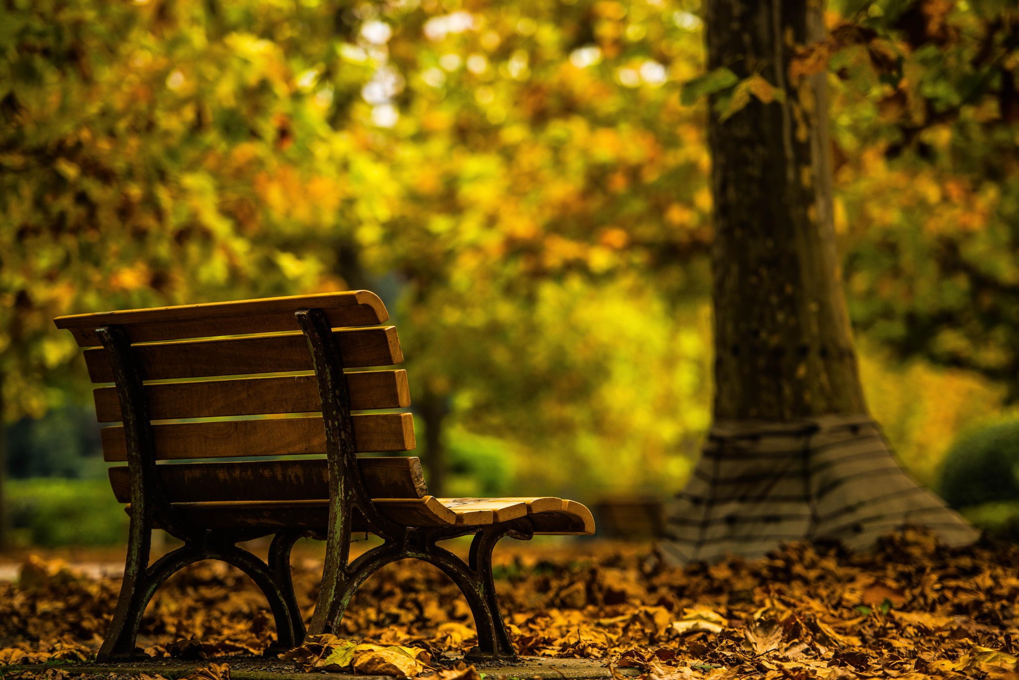 General 2048x1367 trees fall alone bench park outdoors fallen leaves