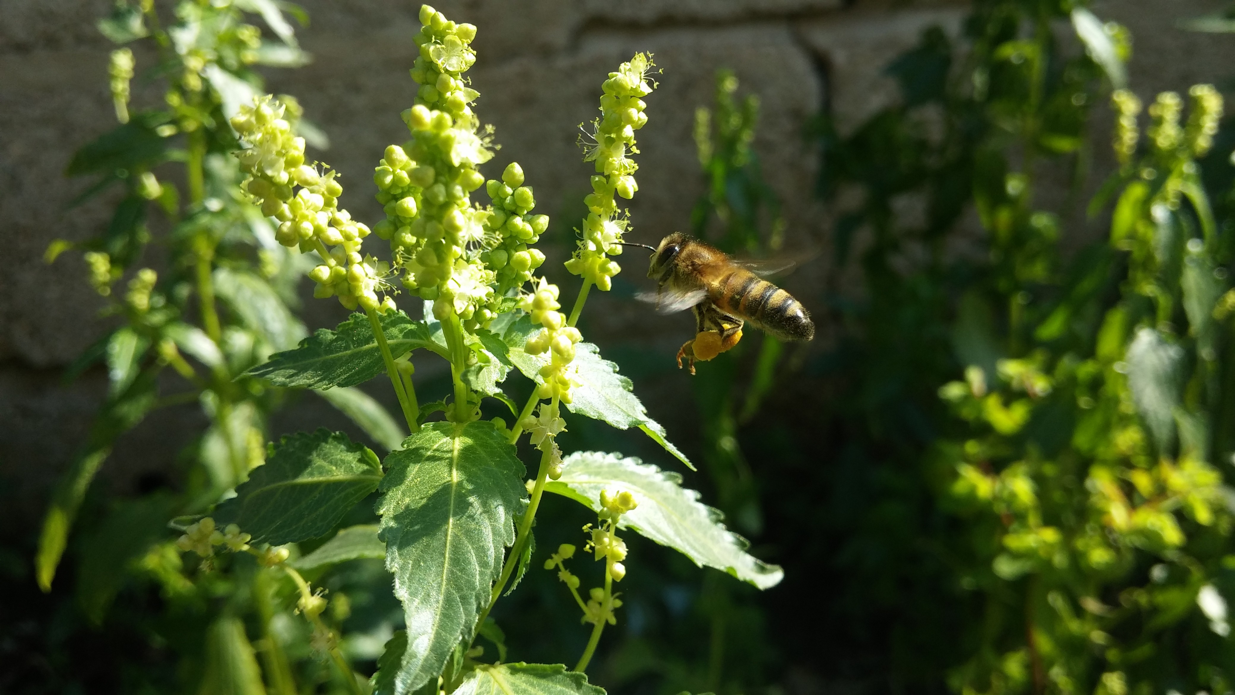 General 4160x2340 Adana bees insect animals plants closeup macro