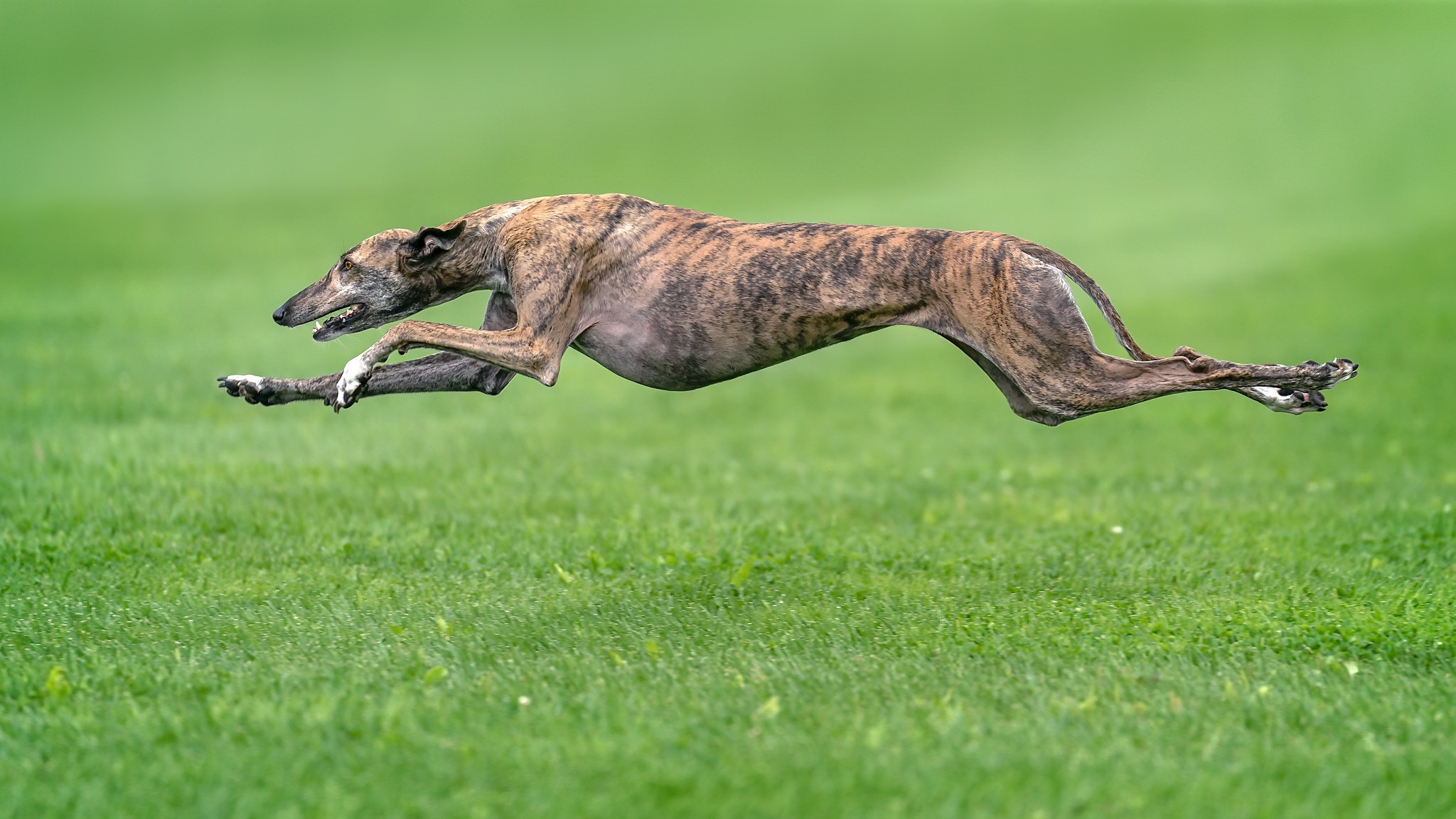 General 2048x1152 green dog animals running greyhound side view grass