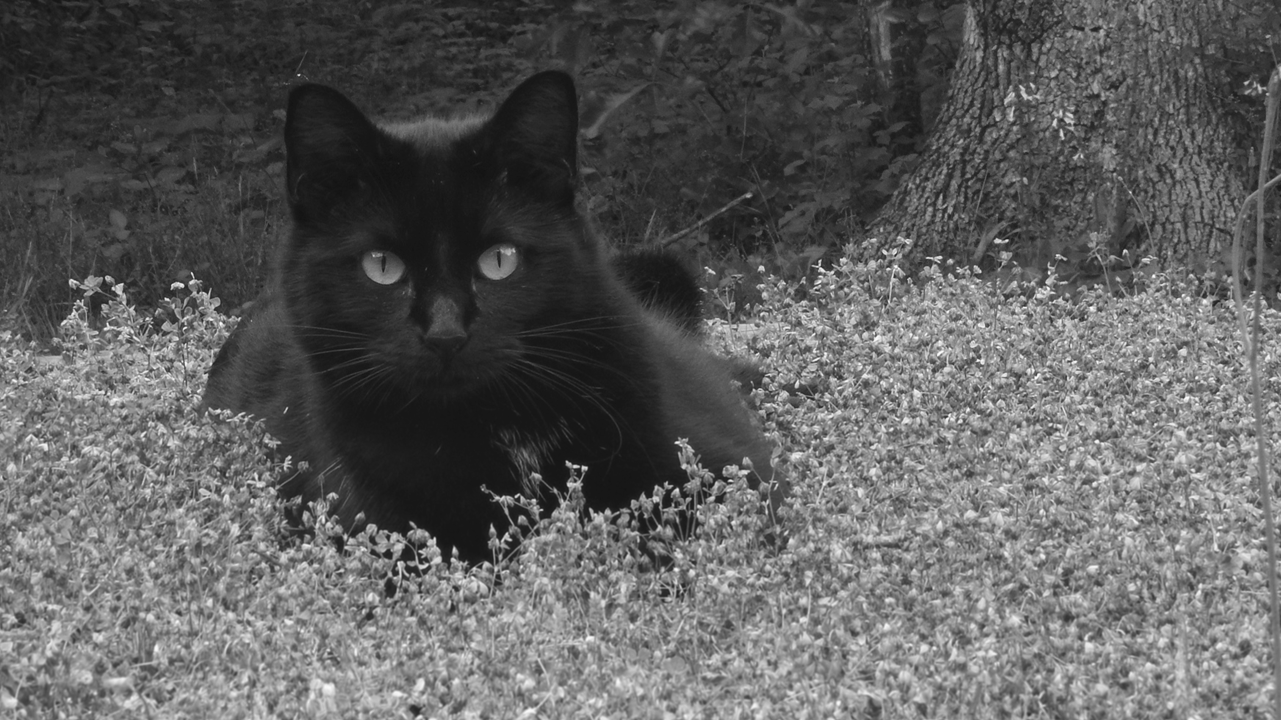 General 2560x1440 monochrome grass feline cats mammals animals black cats outdoors nature