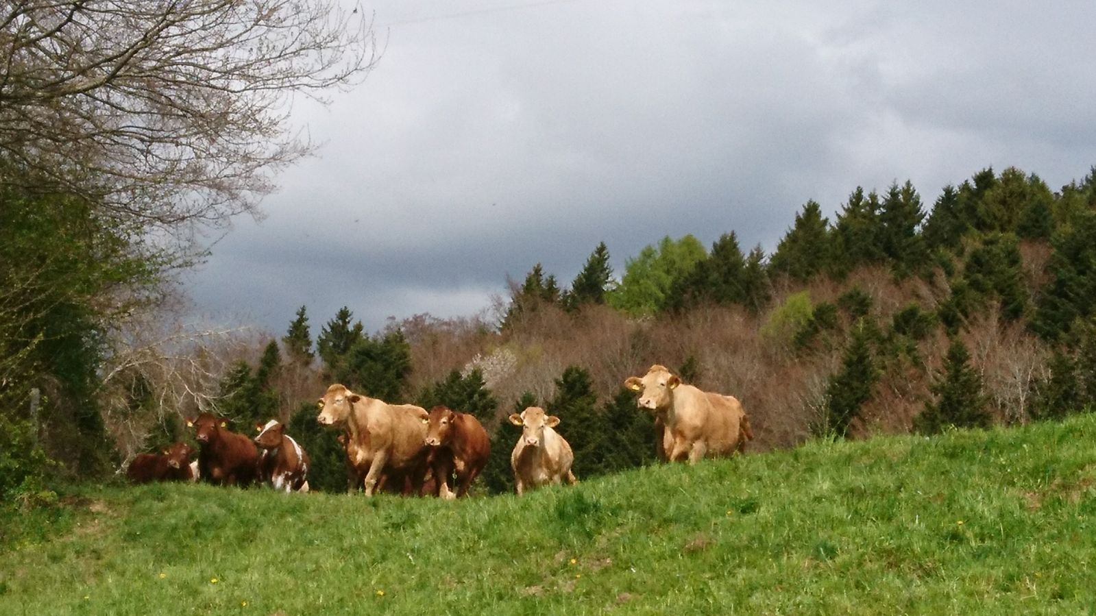 General 1599x899 landscape spring Switzerland animals grass cow