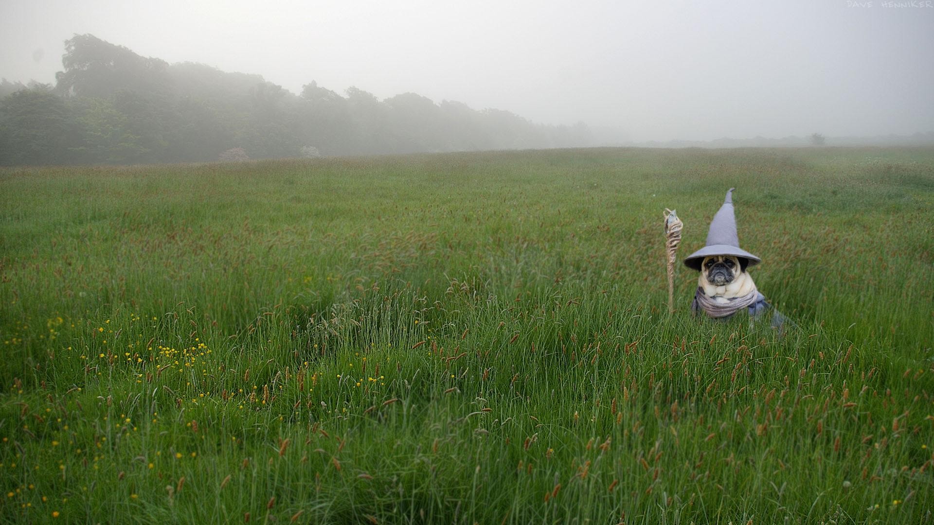 General 1920x1080 Gandalf humor dog field mist pug  grass