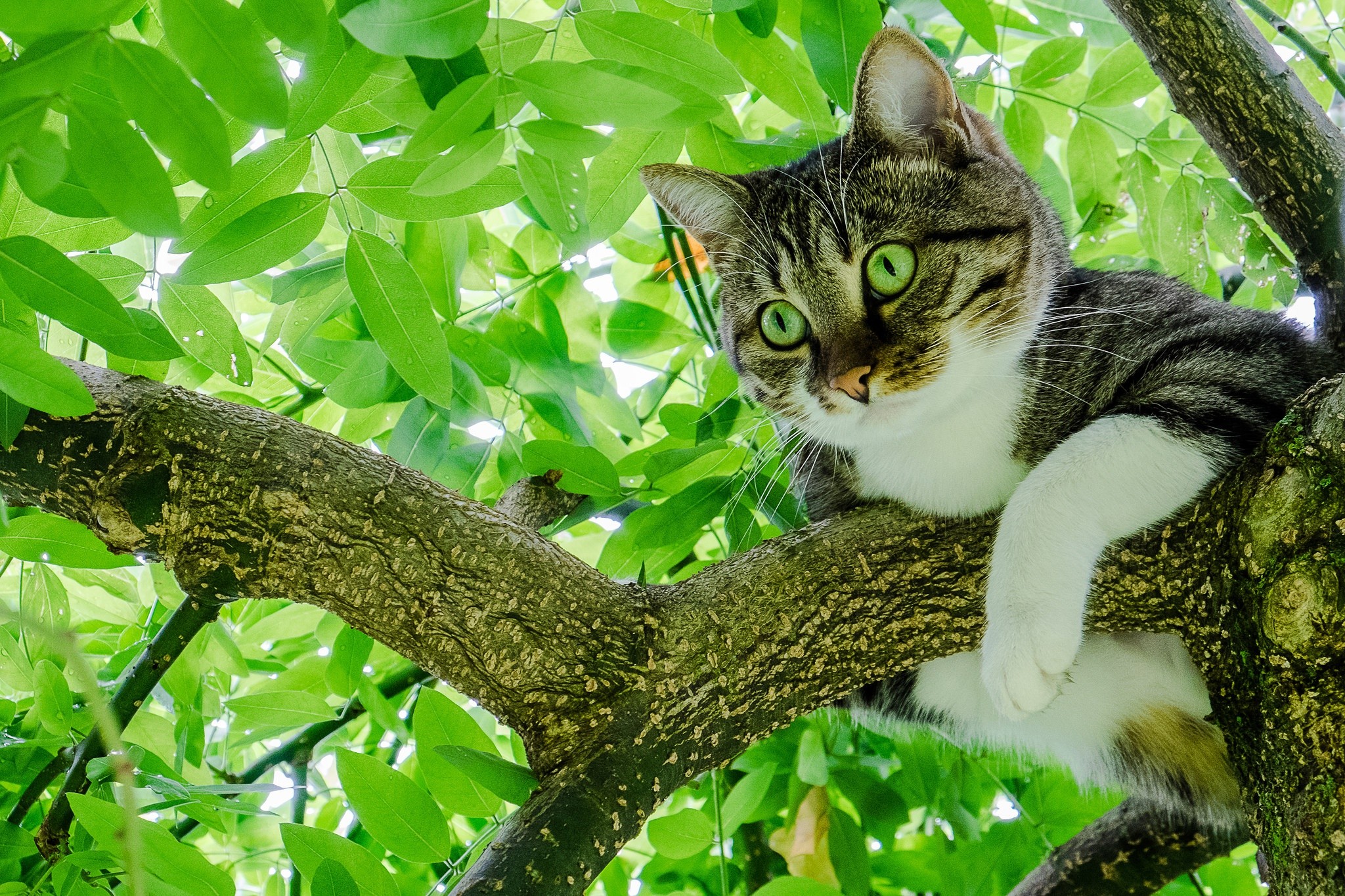 General 2048x1365 trees branch leaves green animals green eyes cats closeup