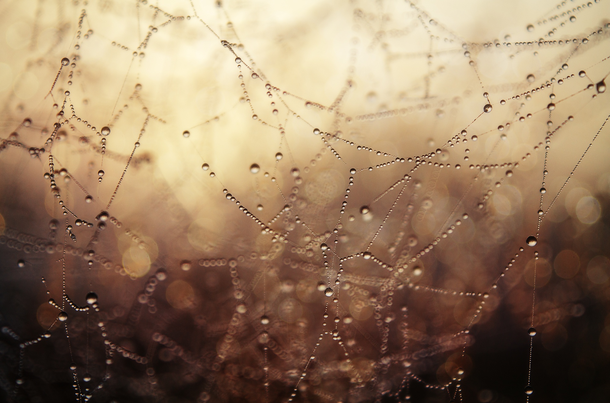 General 2000x1320 water drops macro depth of field spiderwebs