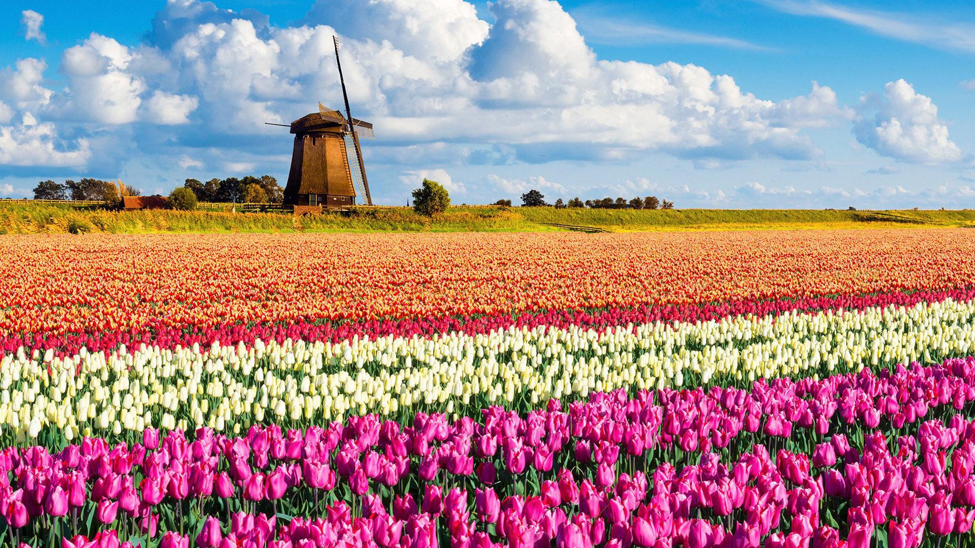 General 1920x1080 landscape Netherlands flowers windmill nature photography tulips