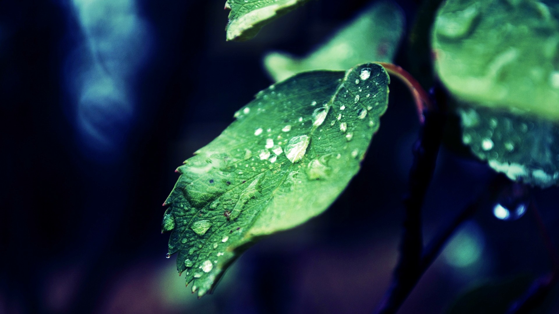 General 1920x1080 nature leaves water water drops