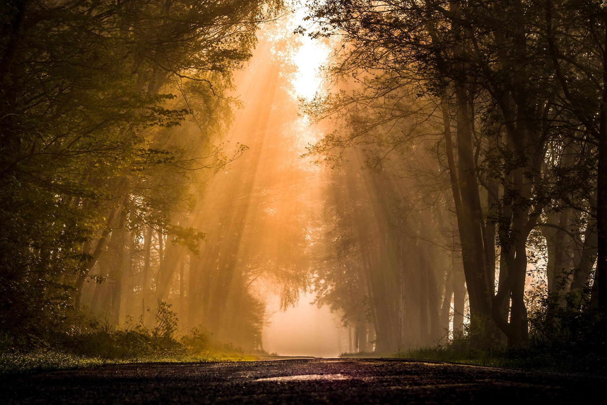 General 2000x1333 road forest plants sun rays mist nature trees