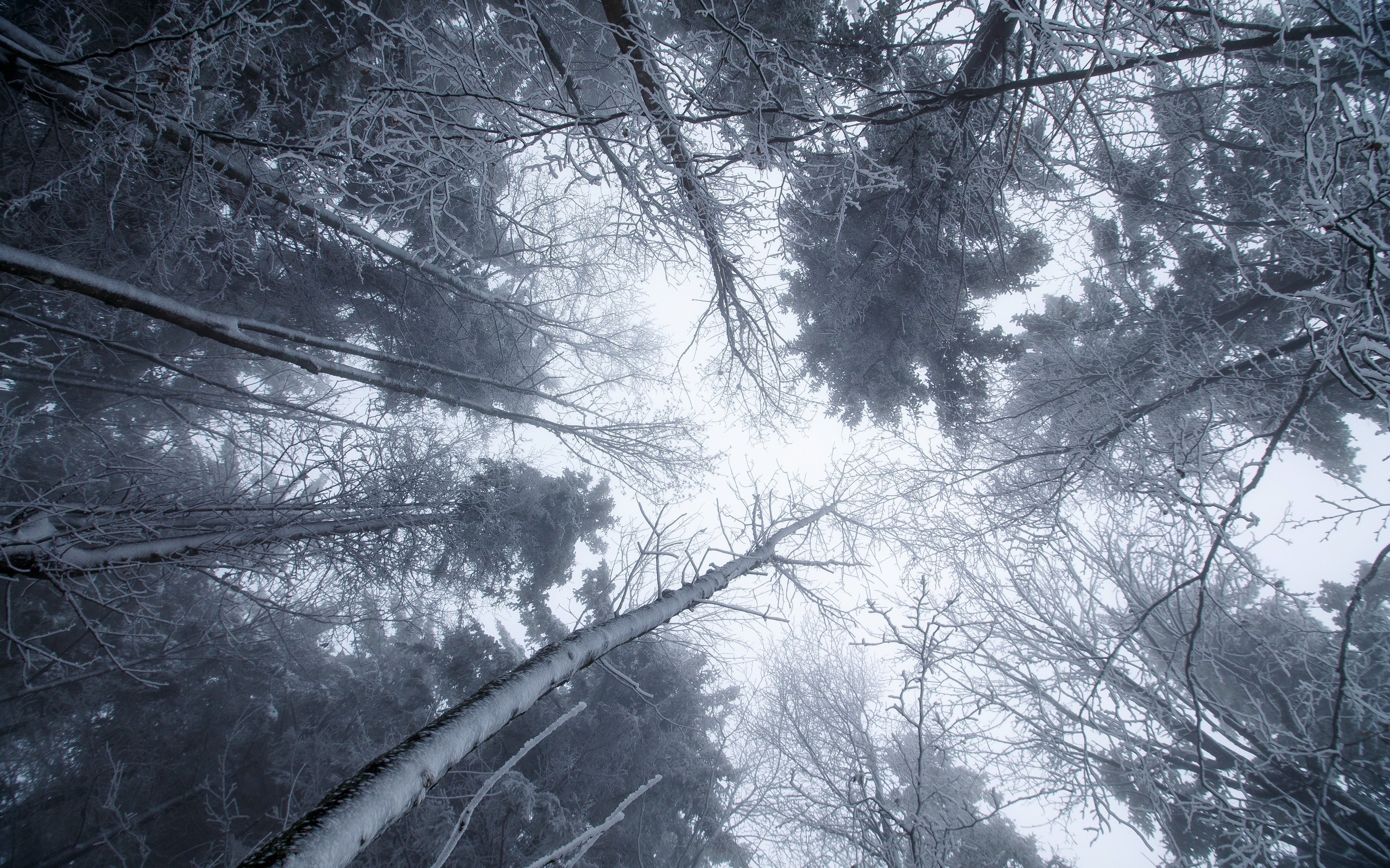 General 2560x1600 trees winter ice snow cold nature worm's eye view bottom view