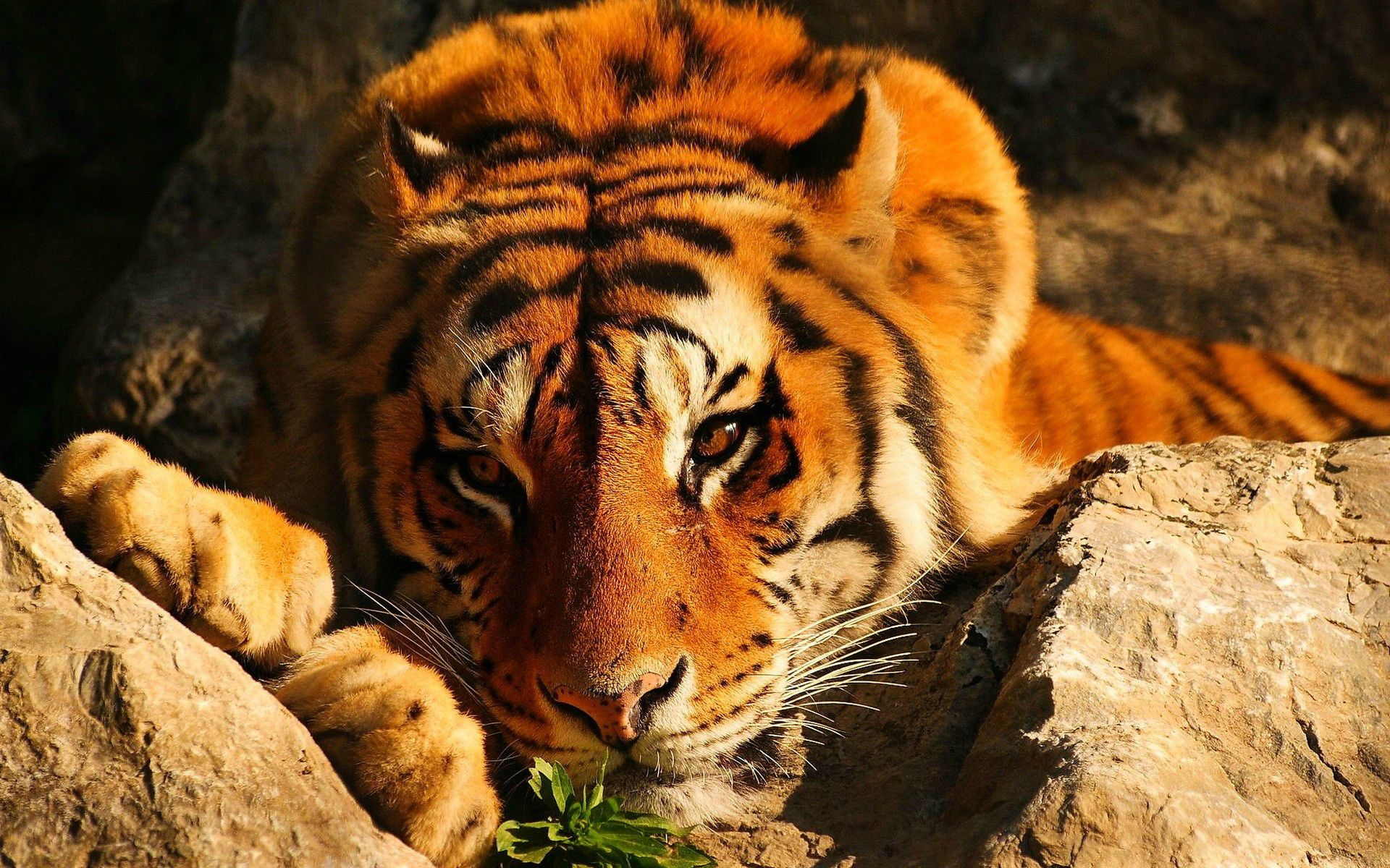 General 1920x1200 tiger wildlife animals closeup big cats
