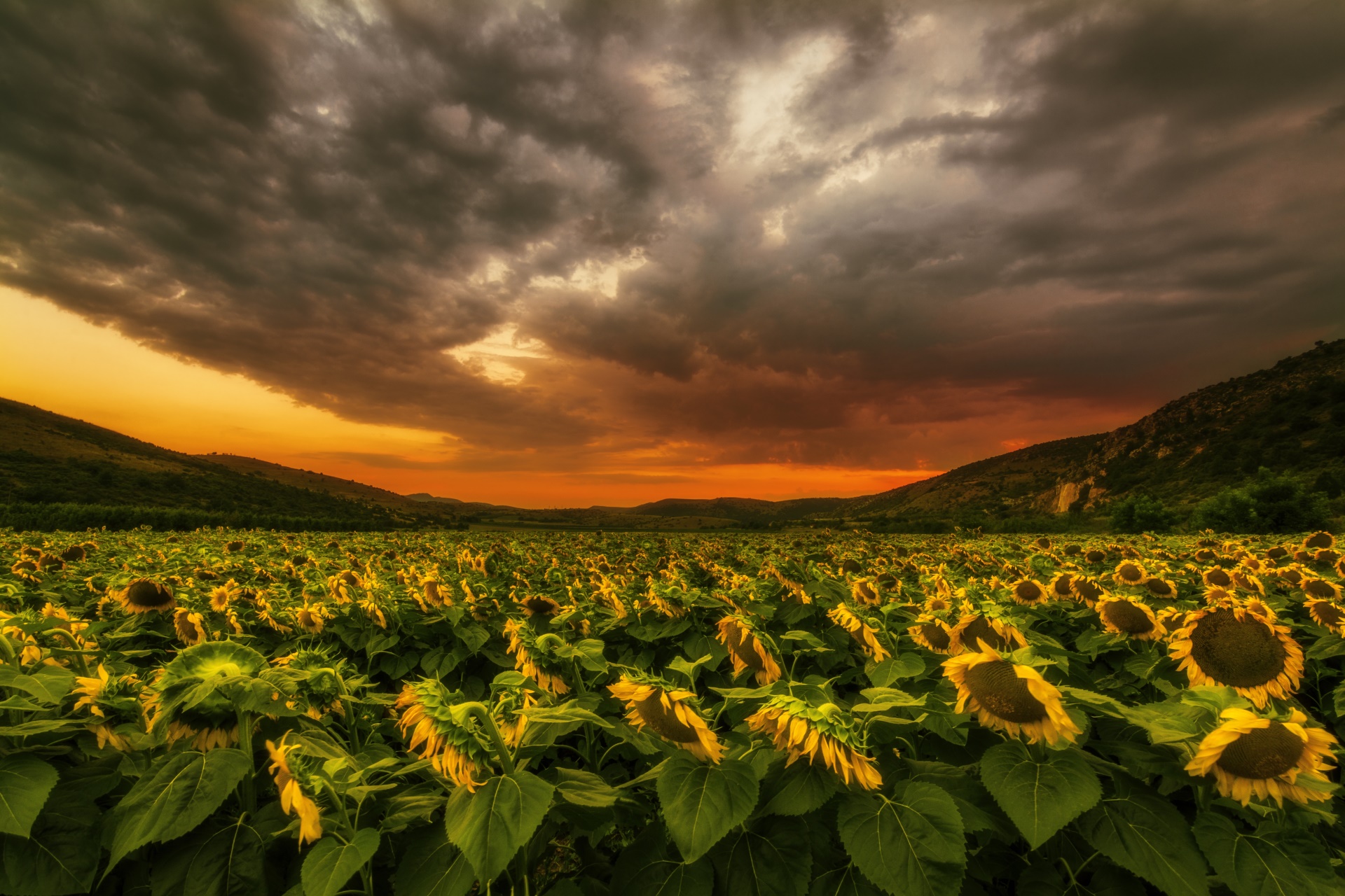 General 1920x1280 dark sky plants field flowers yellow flowers sunflowers sunlight clouds