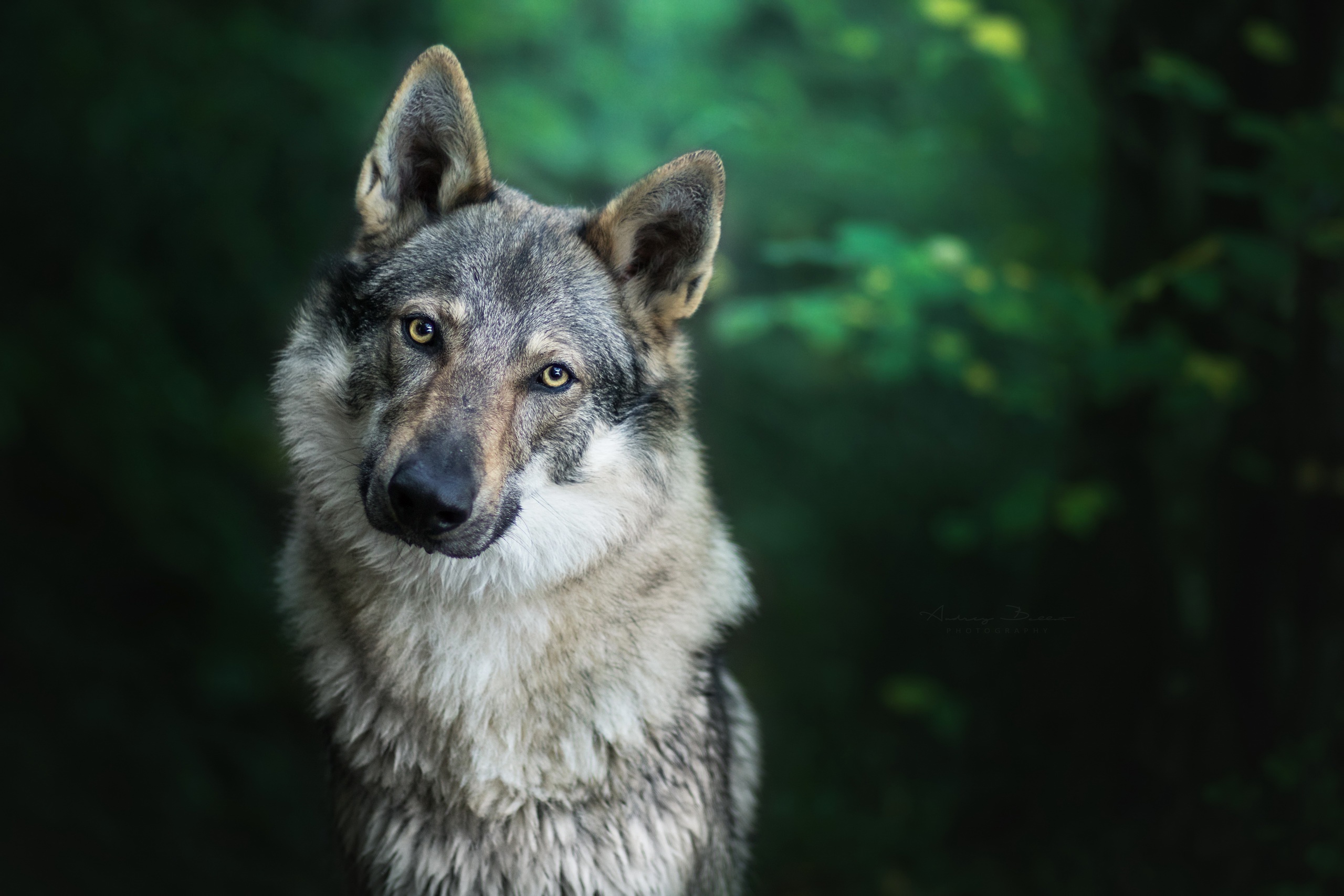 General 2560x1707 animals forest wolf looking sideways fur simple background