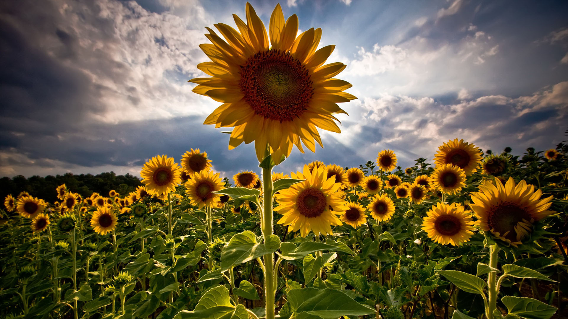 General 1920x1080 sunflowers HDR clouds closeup