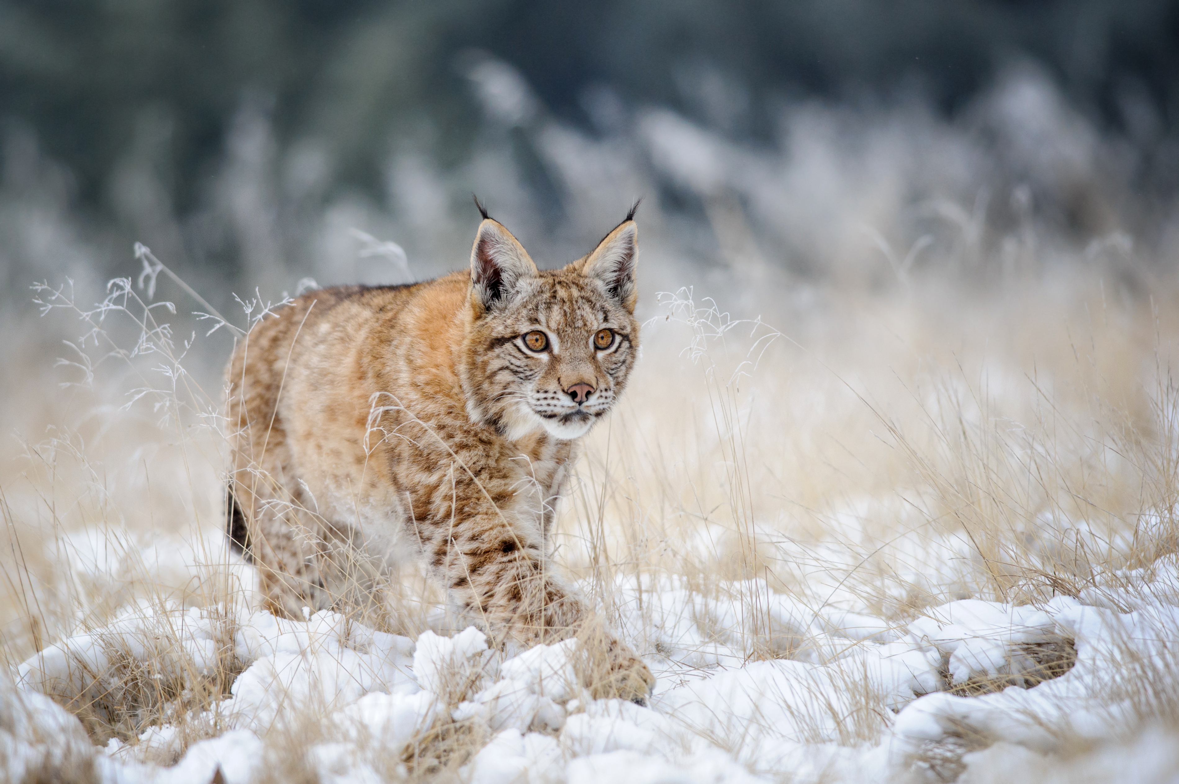 General 3798x2527 lynx winter snow wildlife animals
