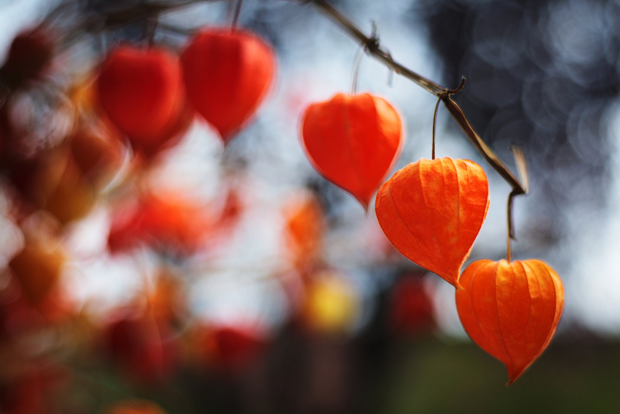 General 2048x1366 macro colorful leaves Chinese lantern closeup blurry background blurred