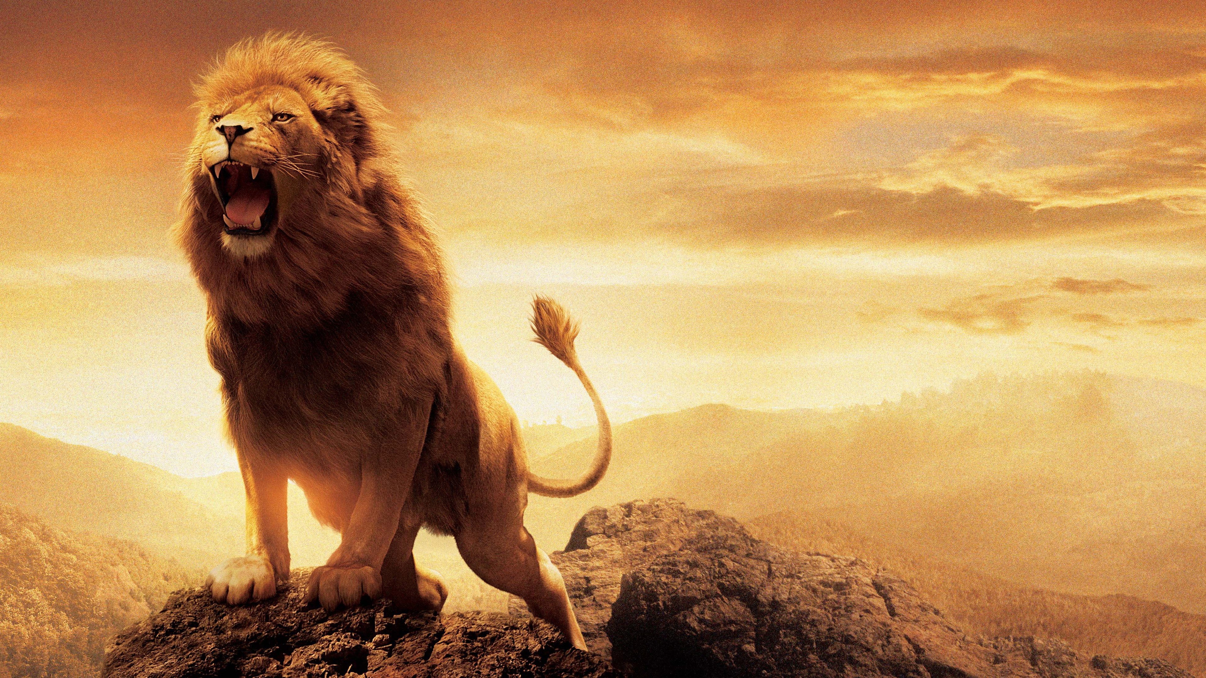 General 3840x2160 nature The Chronicles of Narnia lion bright