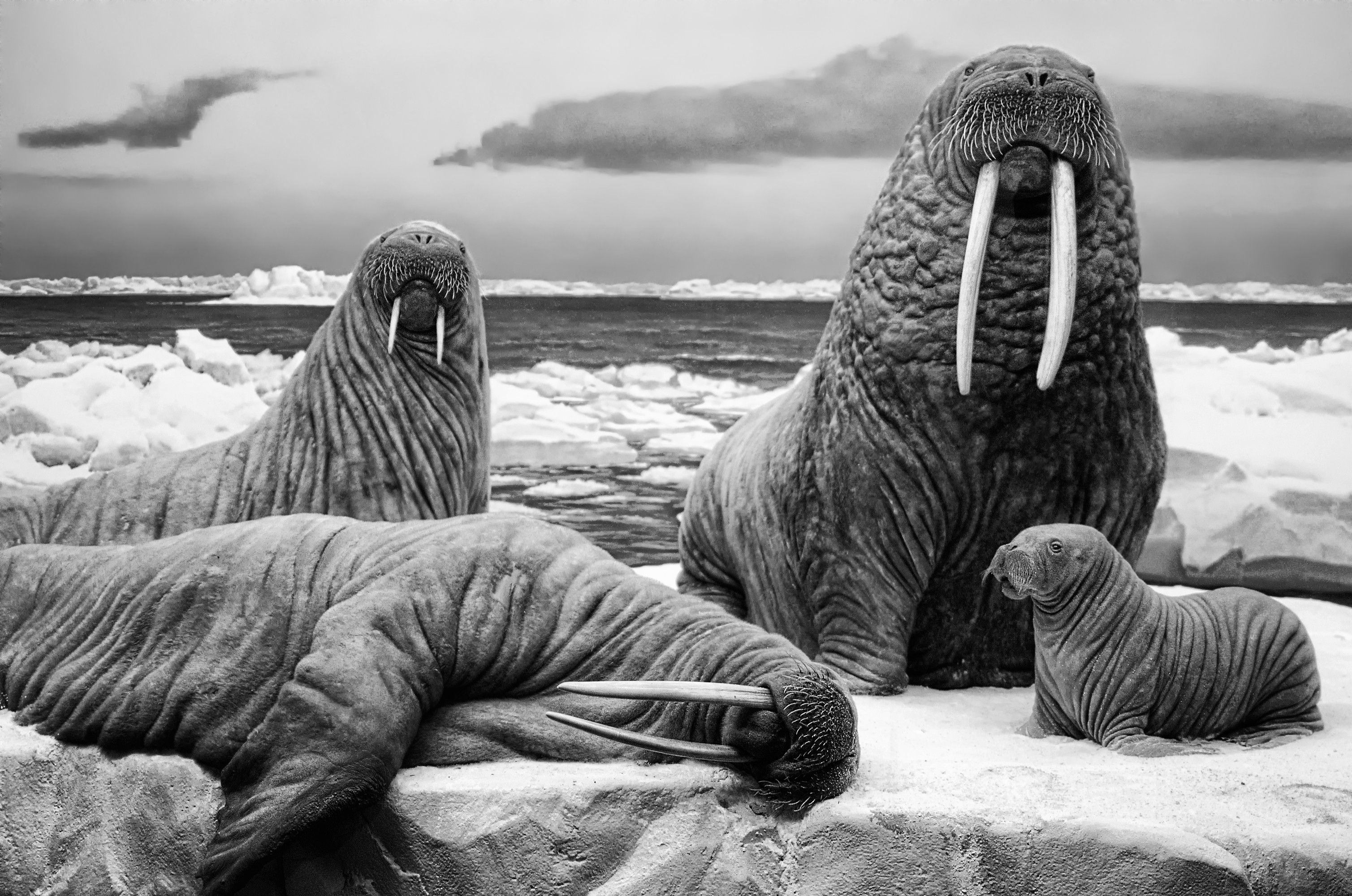 General 3017x2000 walruses monochrome sea animals wildlife gray ice mammals