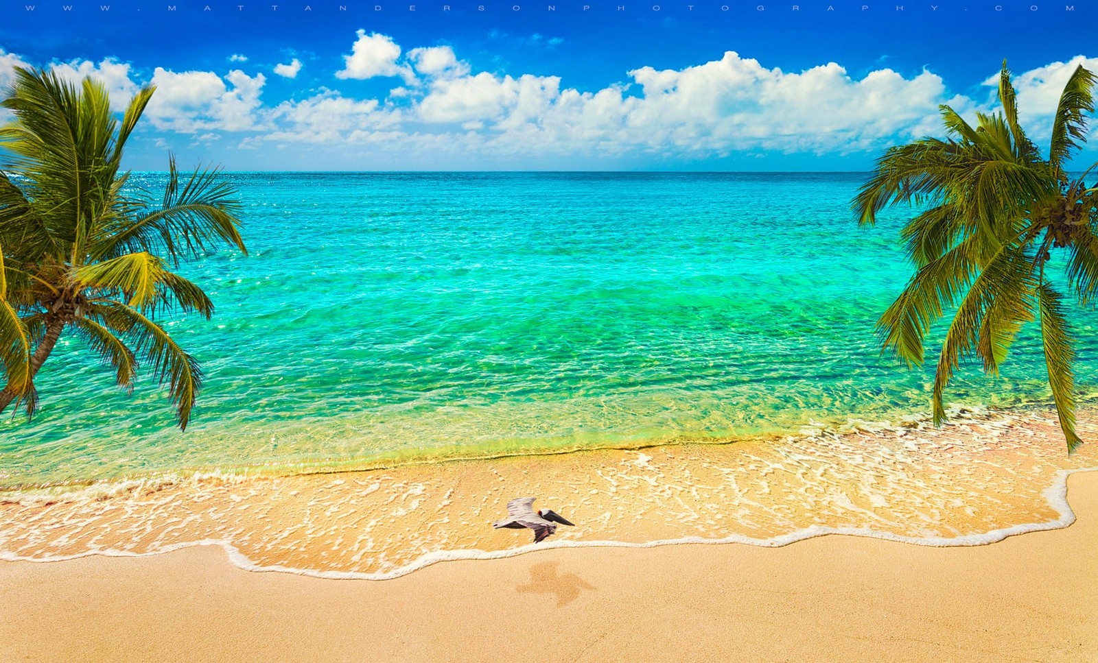 General 1600x967 nature sand beach sea palm trees birds flying clouds tropical Caribbean summer