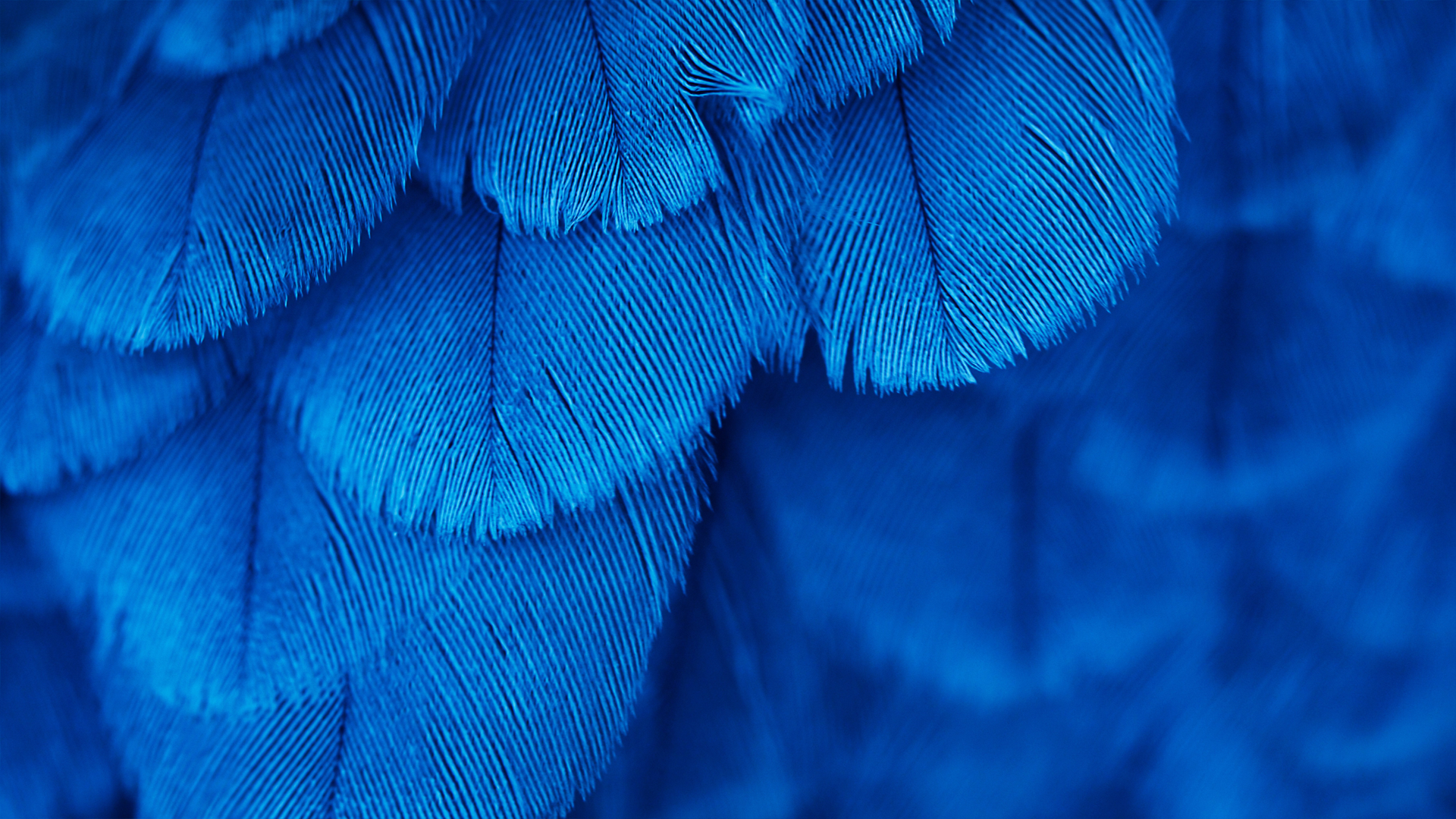 General 1920x1080 feathers blue macro photography texture blue background