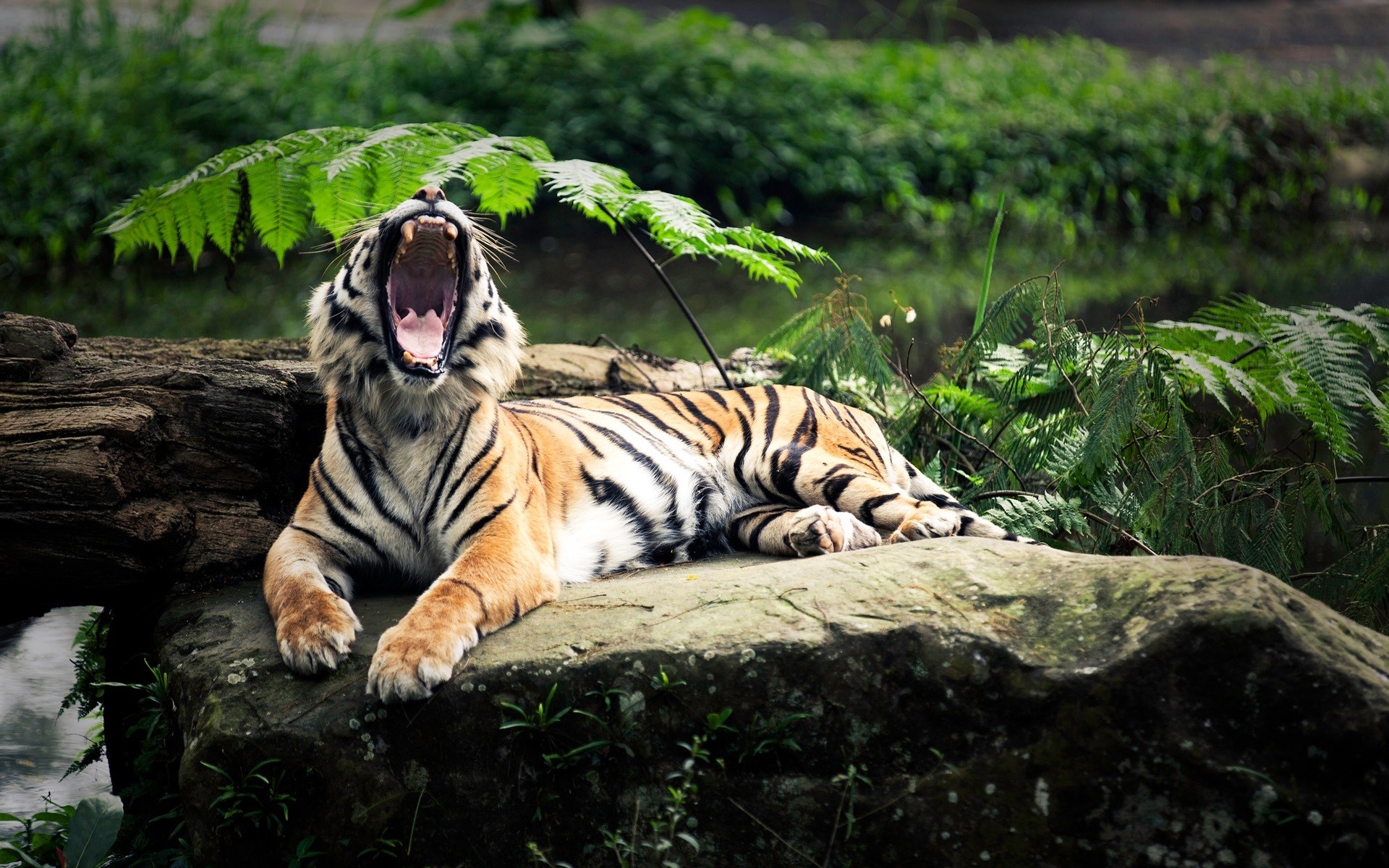 General 1920x1200 tiger animals nature open mouth yawning depth of field big cats mammals