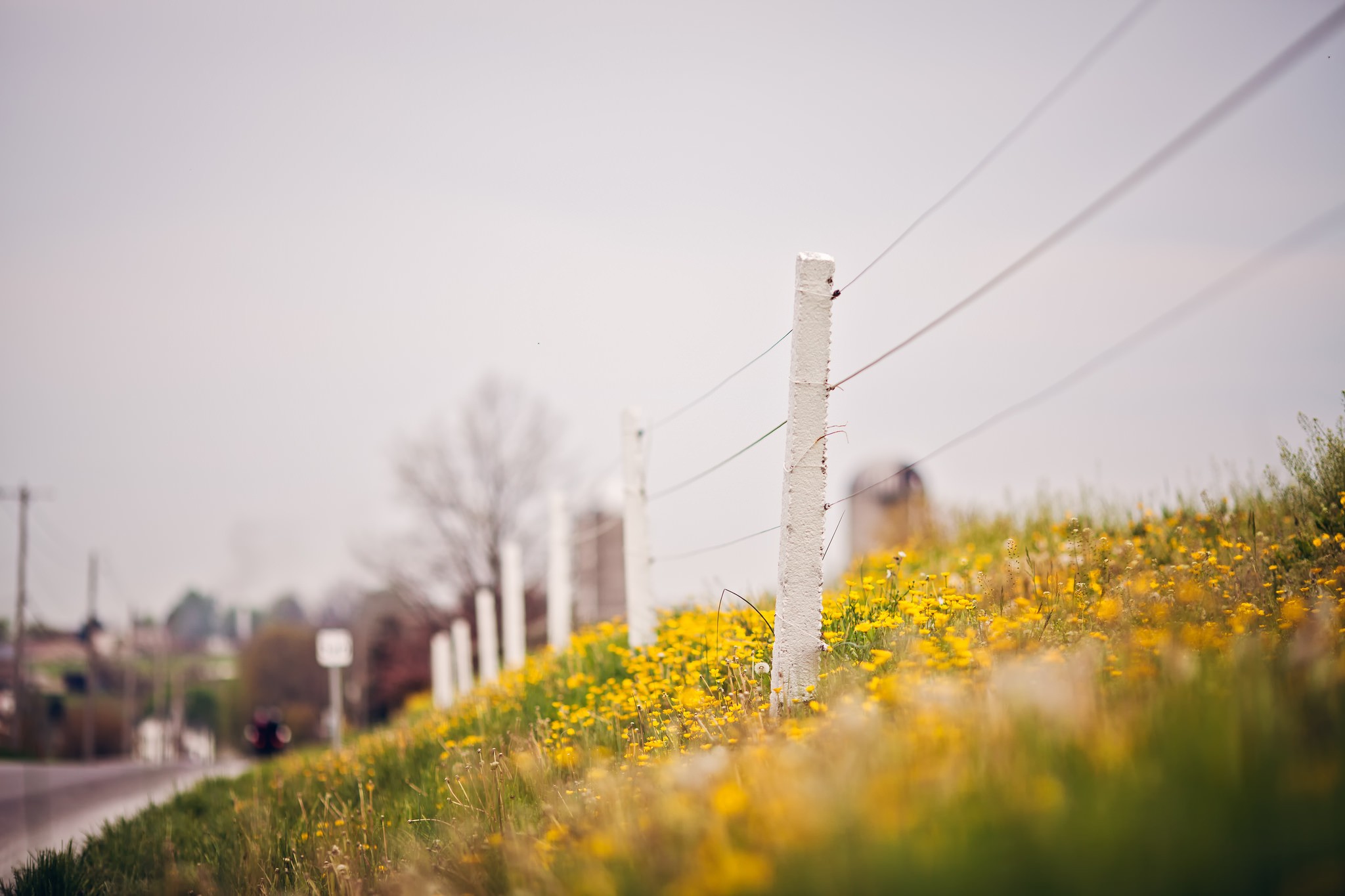 General 2048x1365 fence flowers depth of field yellow flowers outdoors