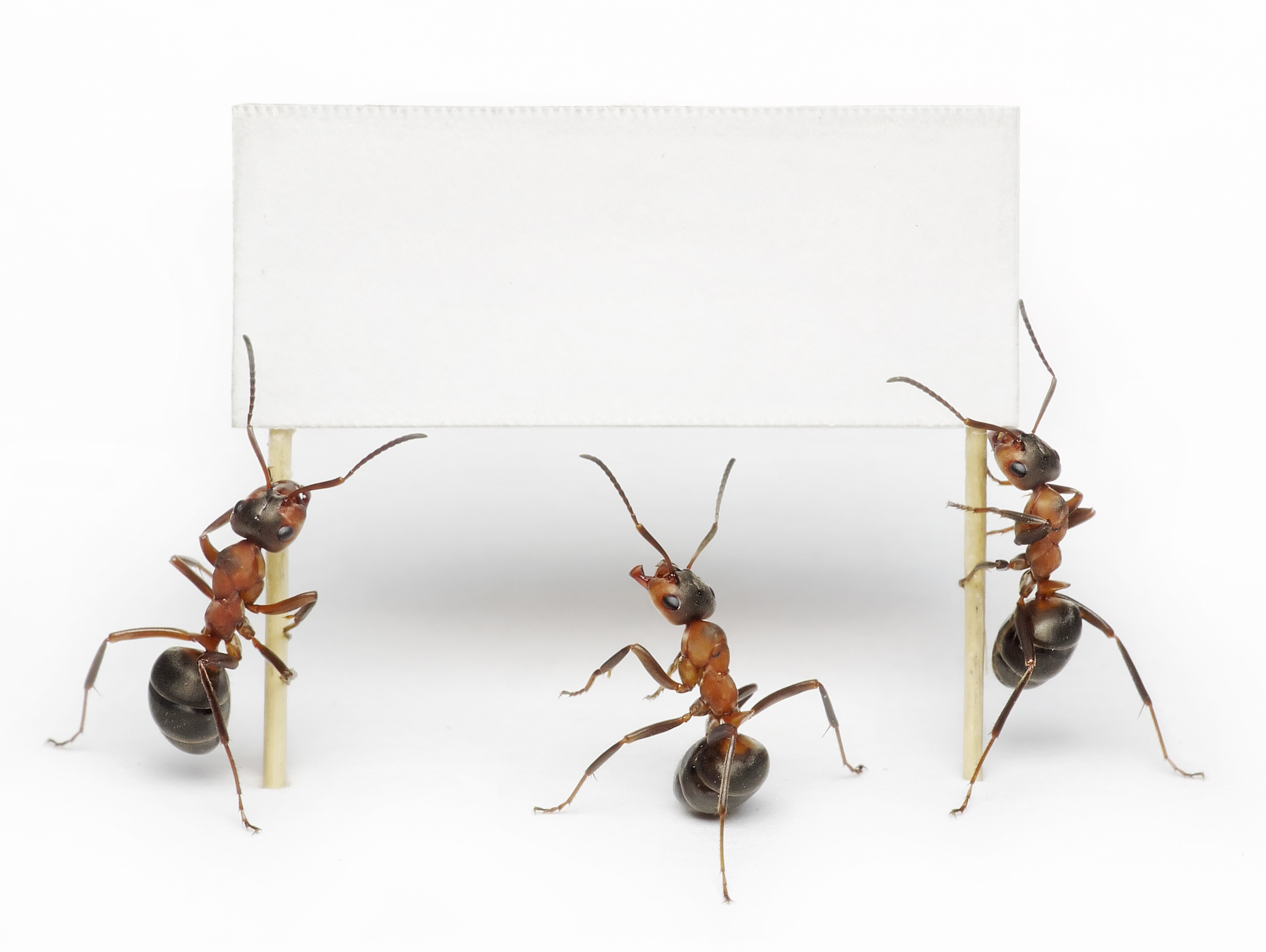 General 2393x1800 ants insect animals simple background closeup