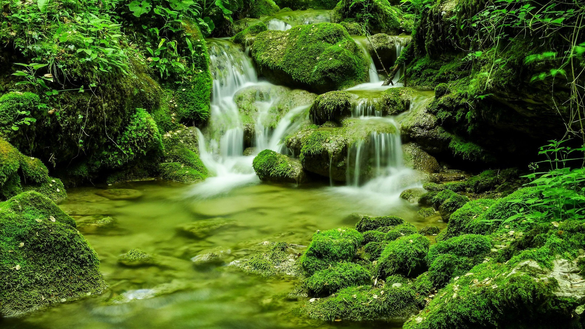 General 2048x1154 forest river nature plants outdoors wet moss