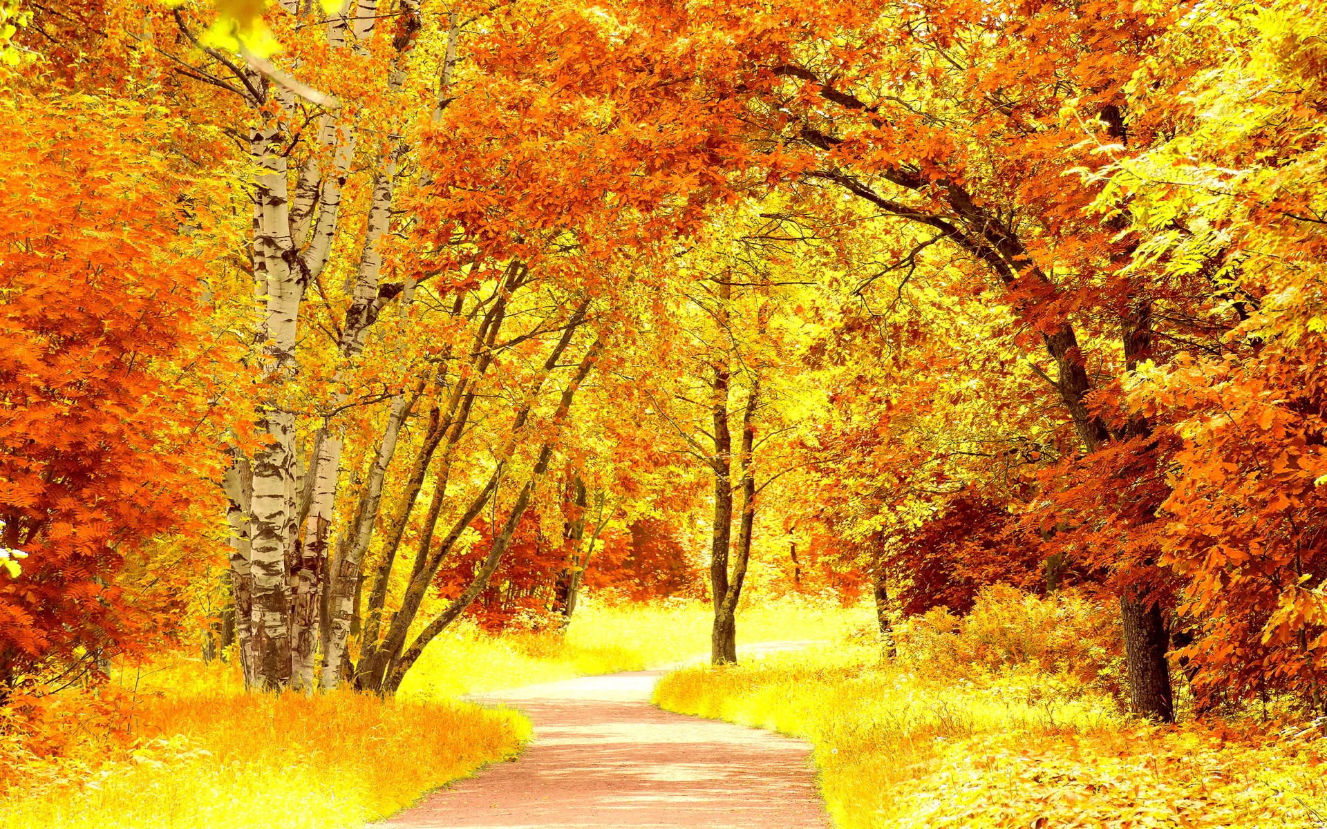 General 1920x1200 plants trees path fall warm colors yellow yellow leaves