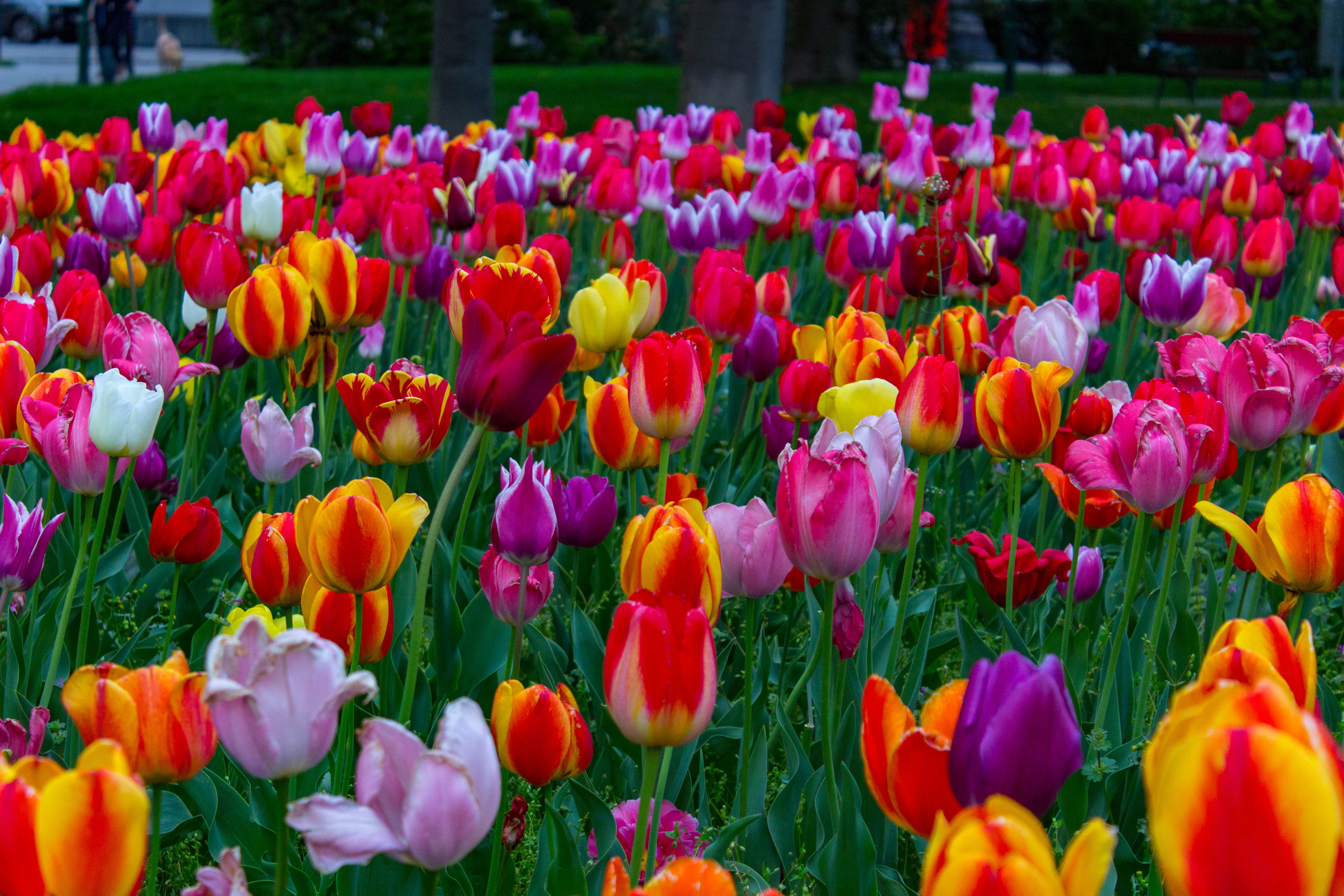 General 5184x3456 flowers colorful Vienna tulips