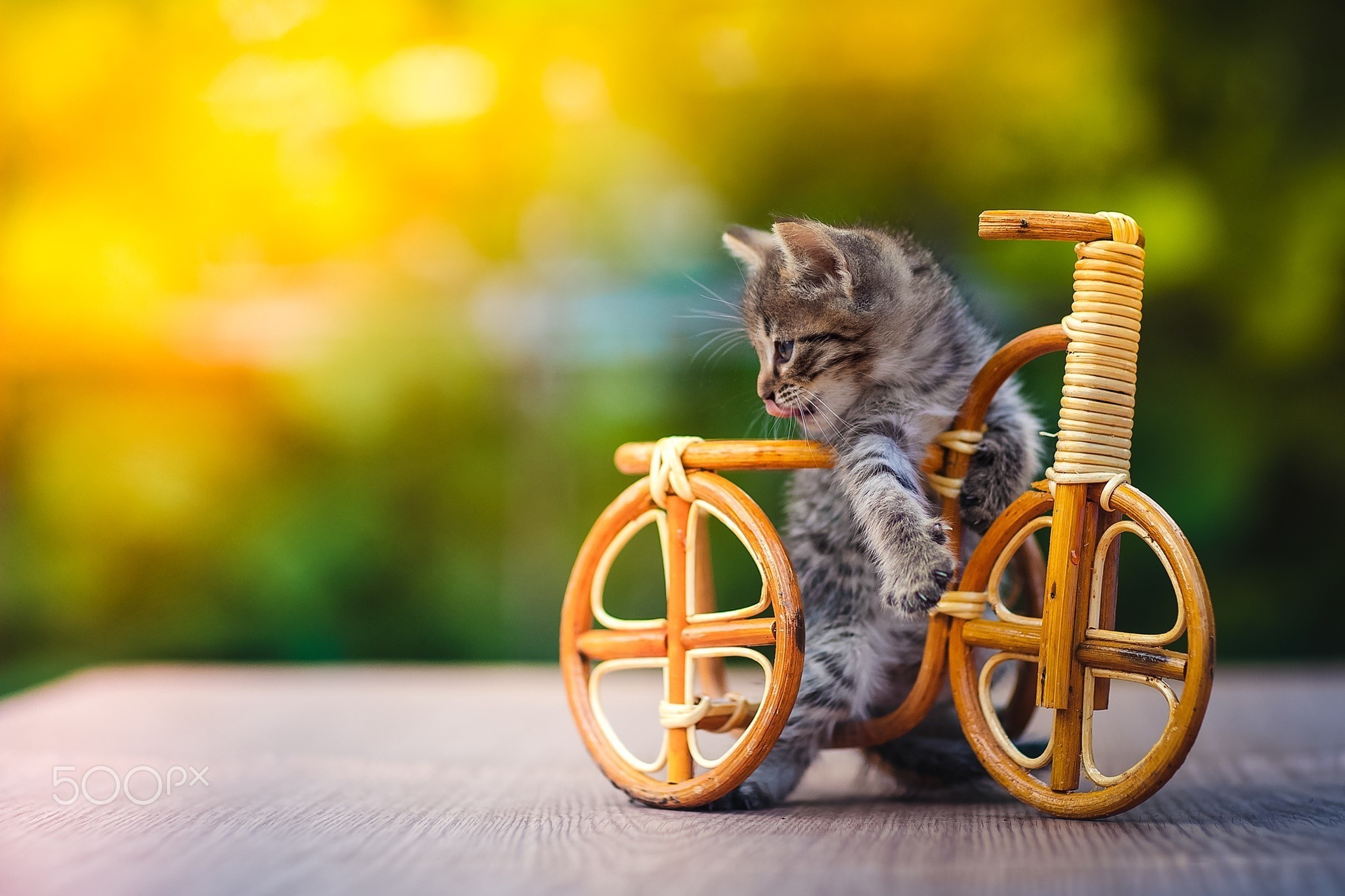 General 2048x1365 nature animals cats kittens baby animals bicycle miniatures wood wooden surface depth of field outdoors closeup