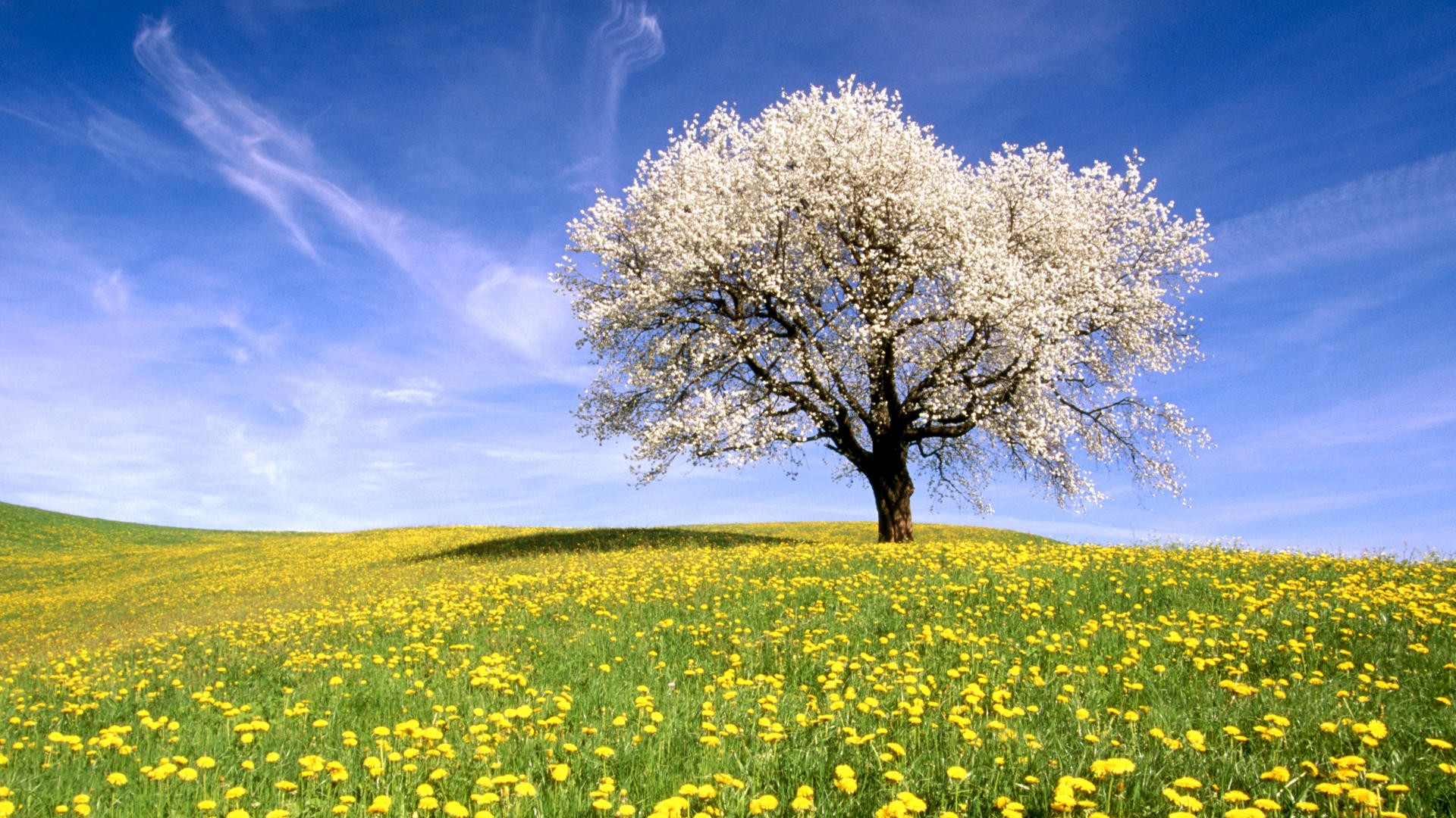 General 1920x1080 nature landscape trees flowers sky spring