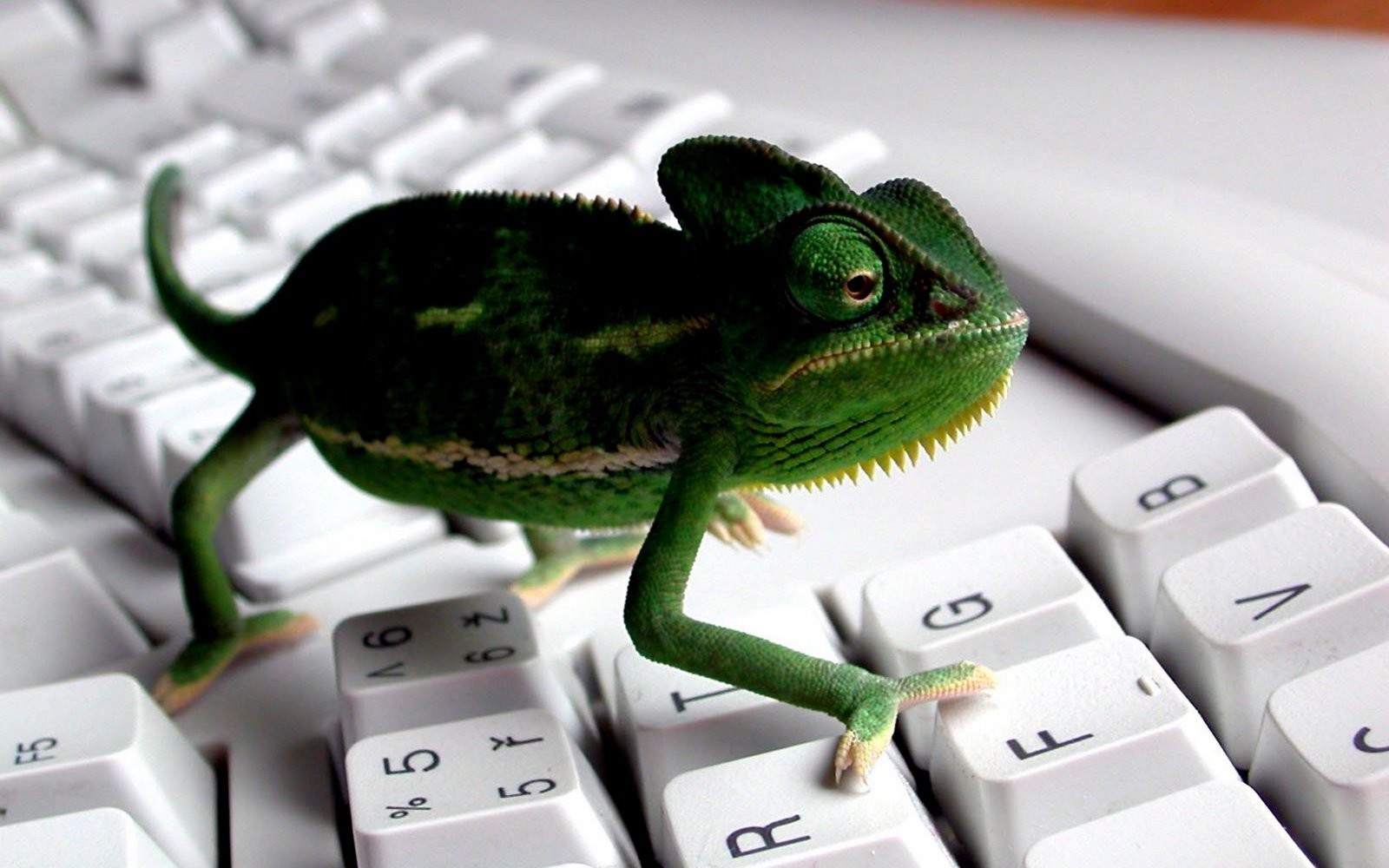 General 1600x1000 keyboards animals chameleons gecko numbers