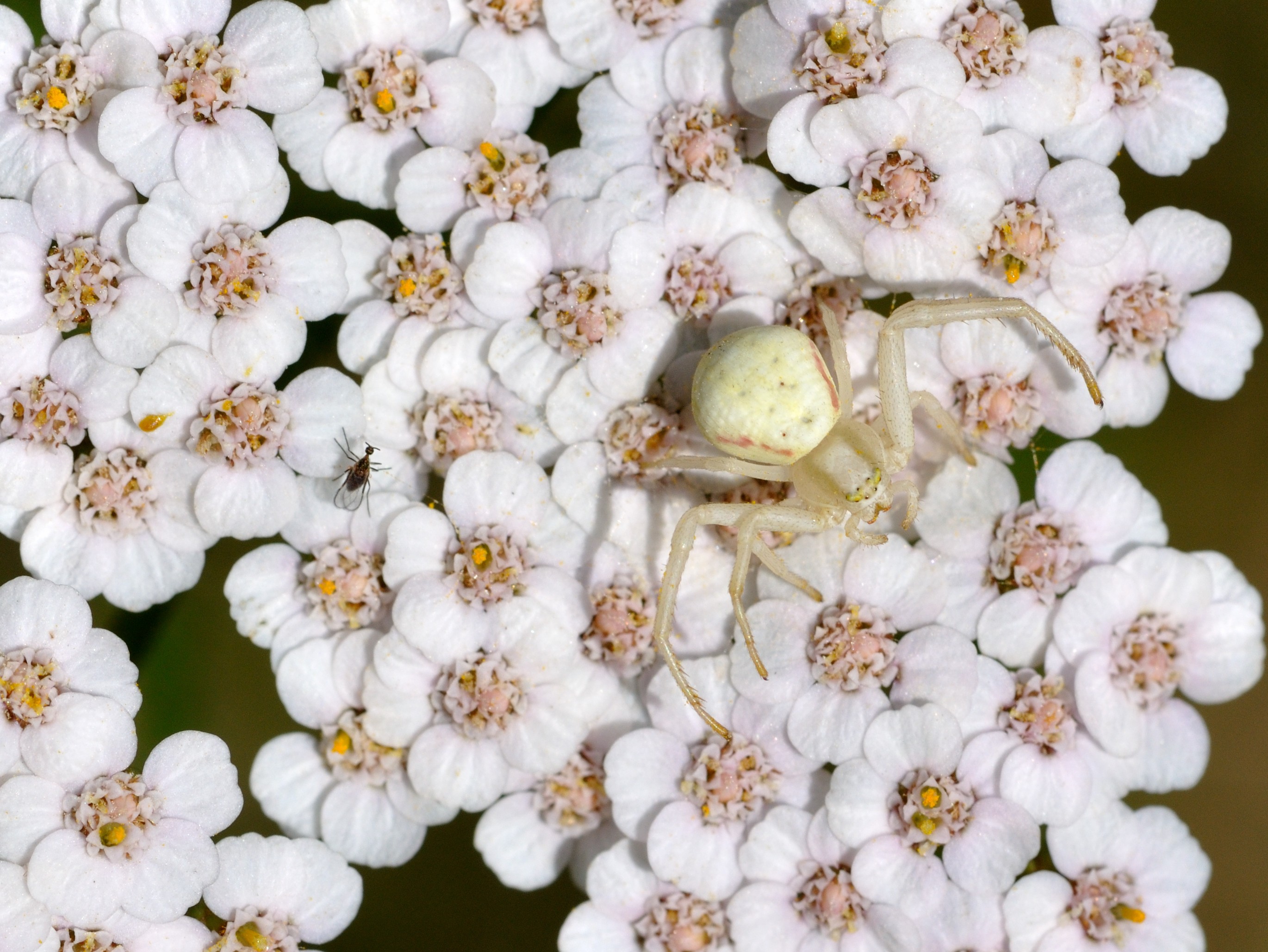 General 2740x2057 animals spider arachnid flowers nature