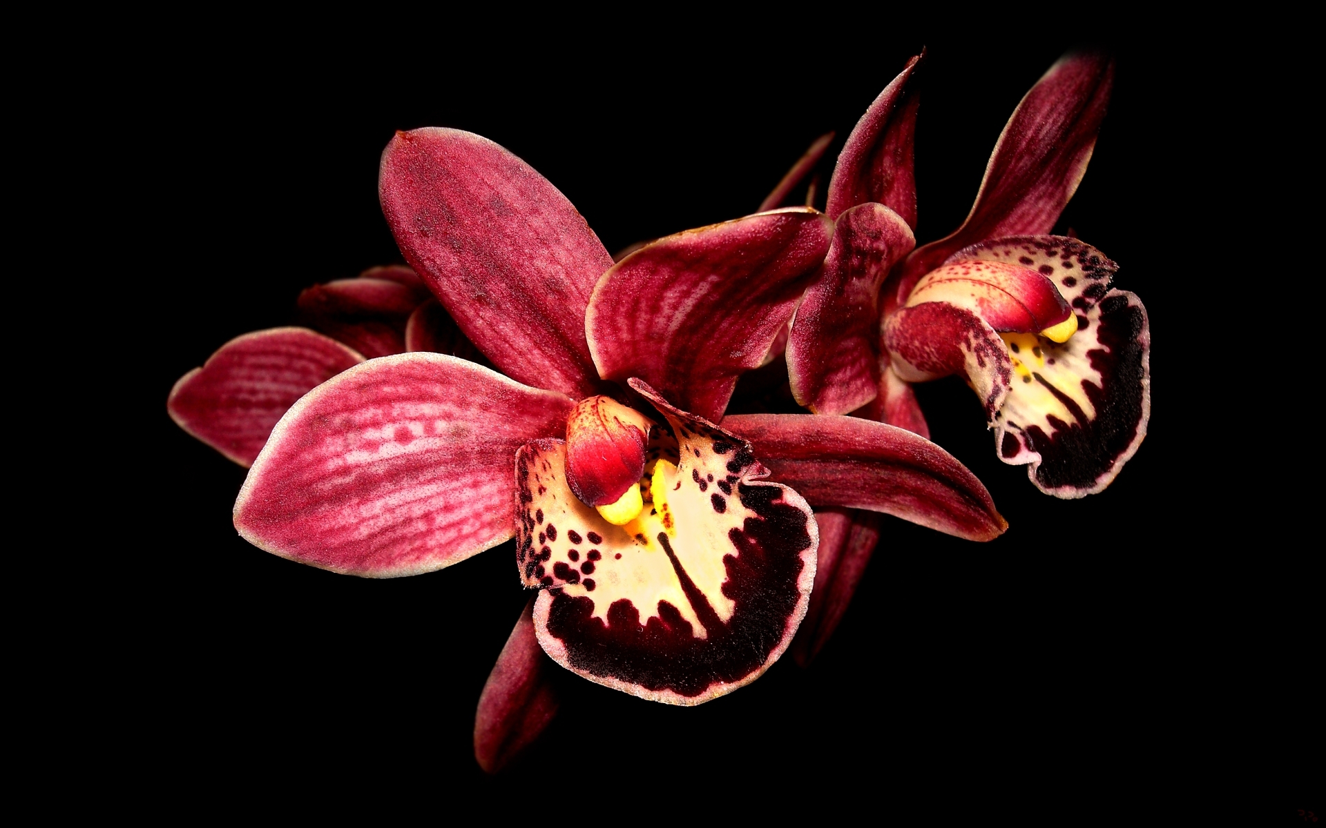 General 1920x1200 plants flowers orchids macro red black background