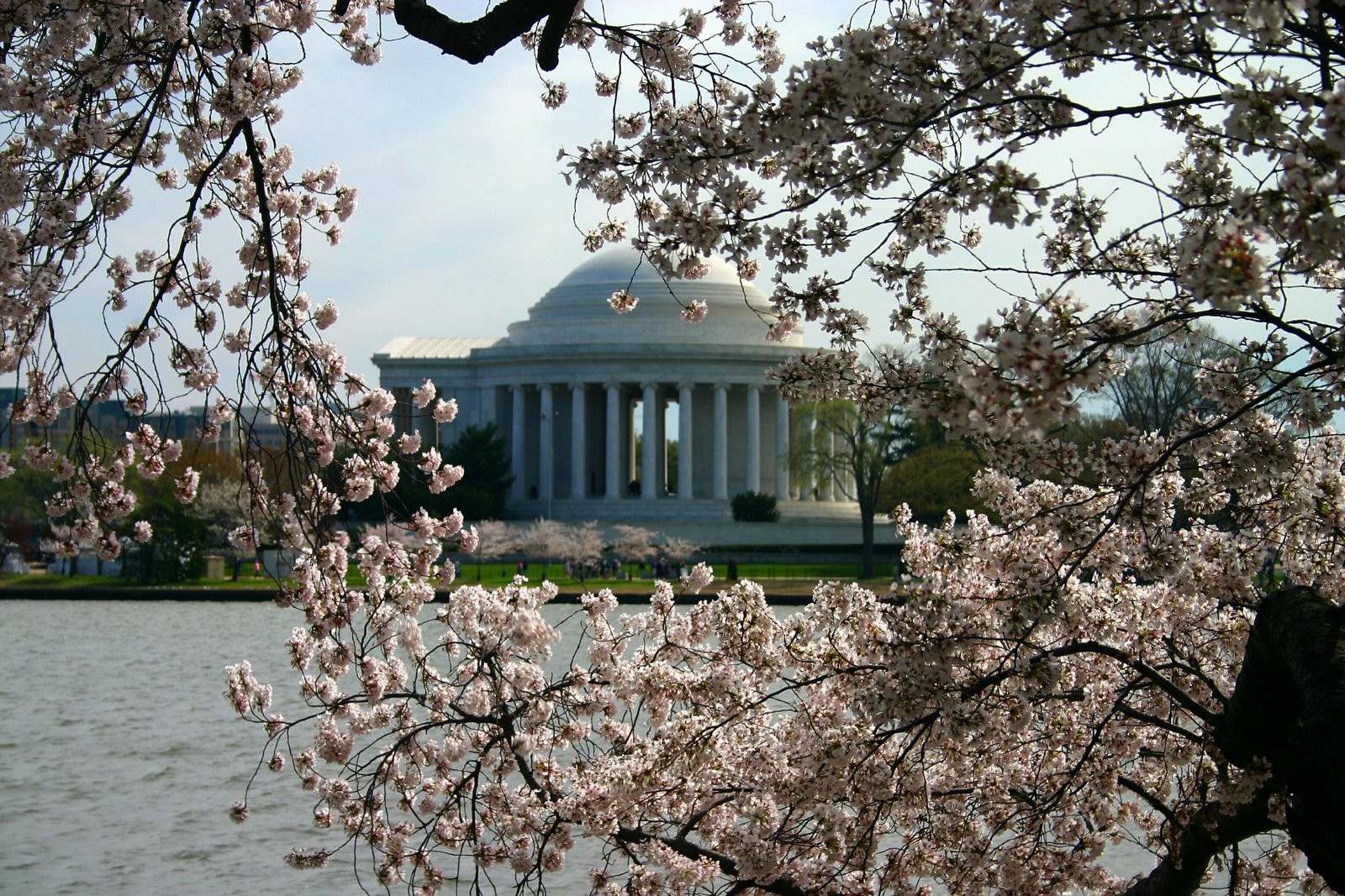General 1600x1067 blossoms building trees water Jefferson Memorial Washington, D.C. neoclassic cherry blossom exterior Tidal Basin