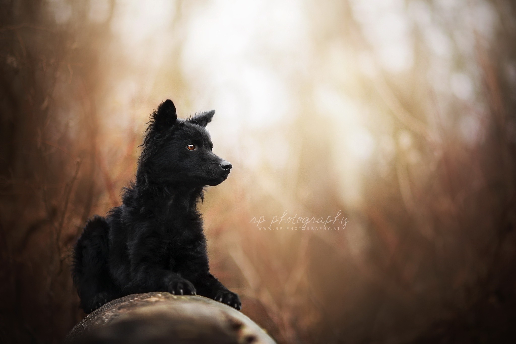 General 2048x1367 animals dog outdoors blurred closeup watermarked