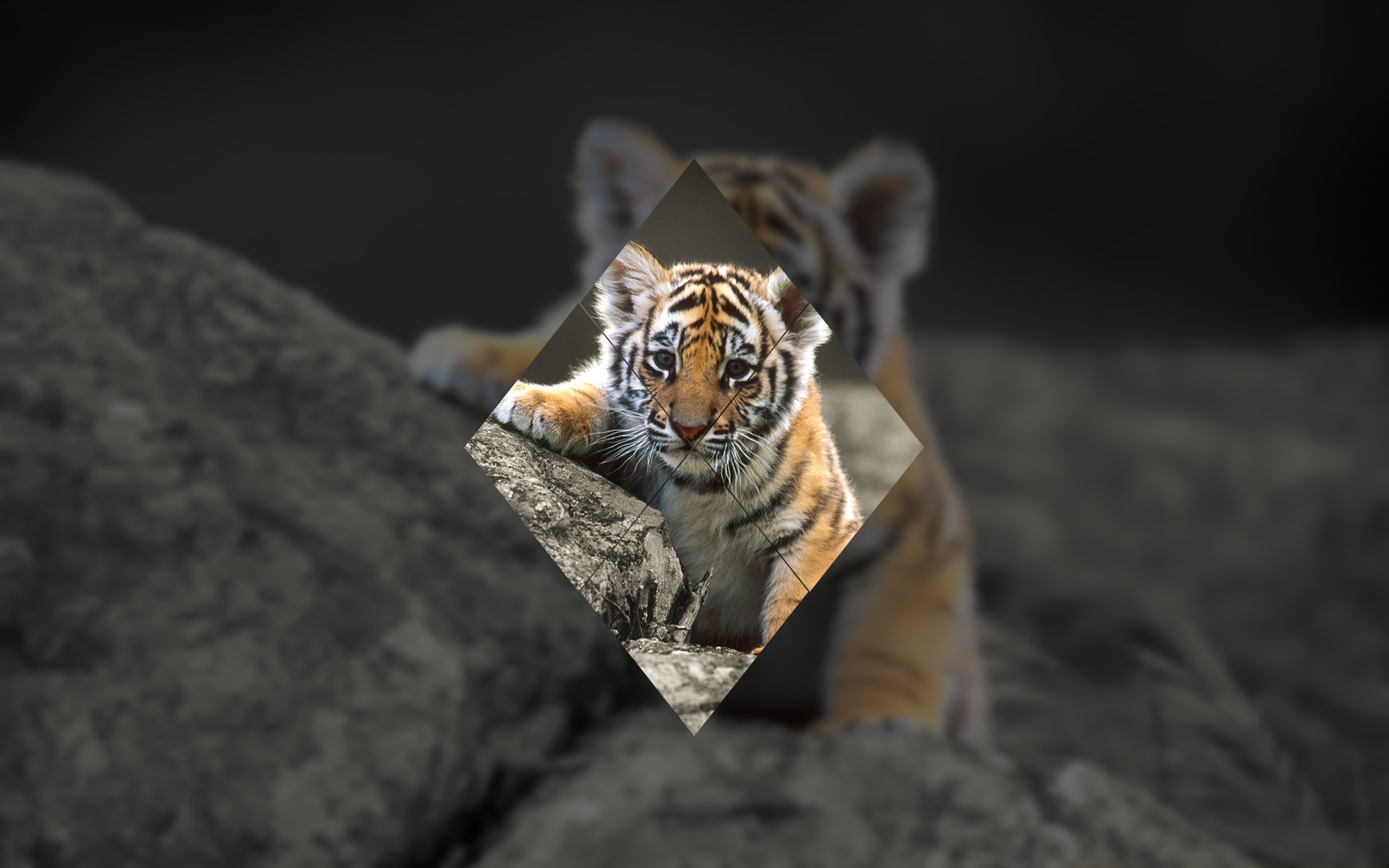 General 2560x1600 tiger geometry animals digital art
