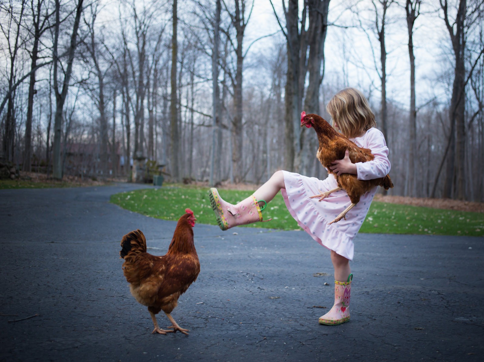 People 1600x1197 roosters forest road children