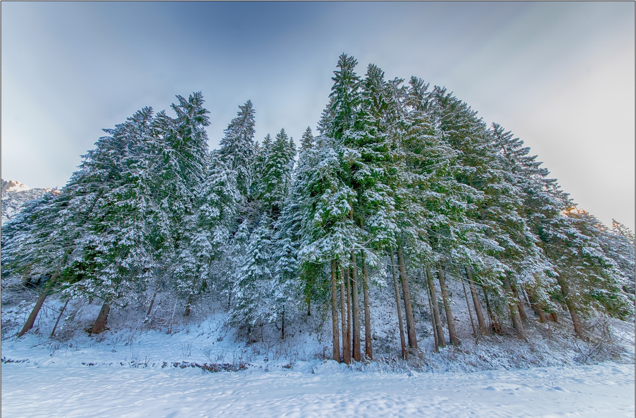 General 2048x1346 nature winter snow trees