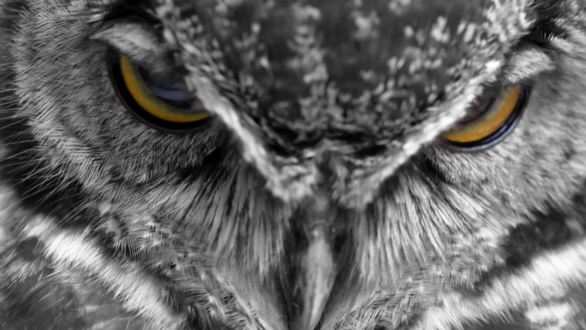 General 2048x1152 animals owl feathers closeup birds