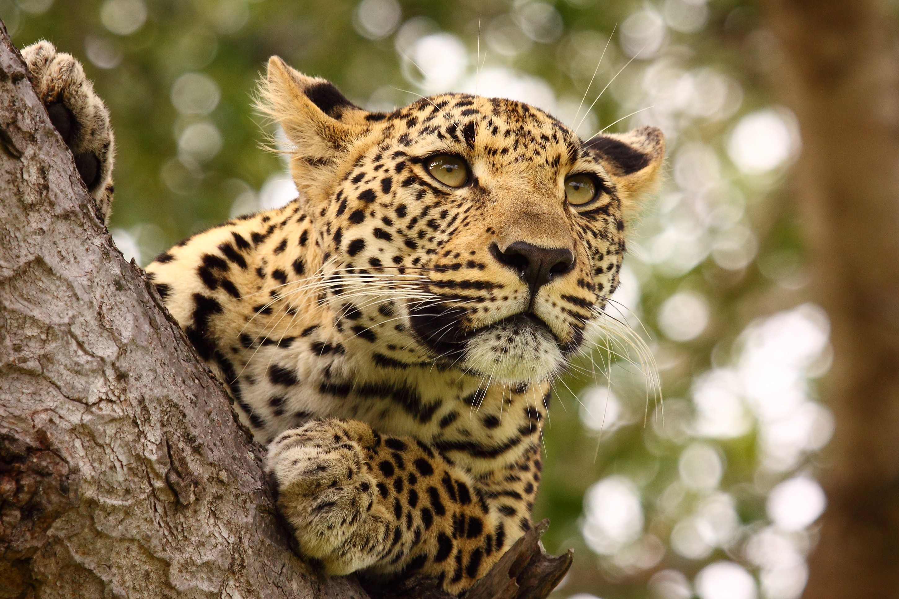 General 2900x1933 animals mammals leopard feline big cats