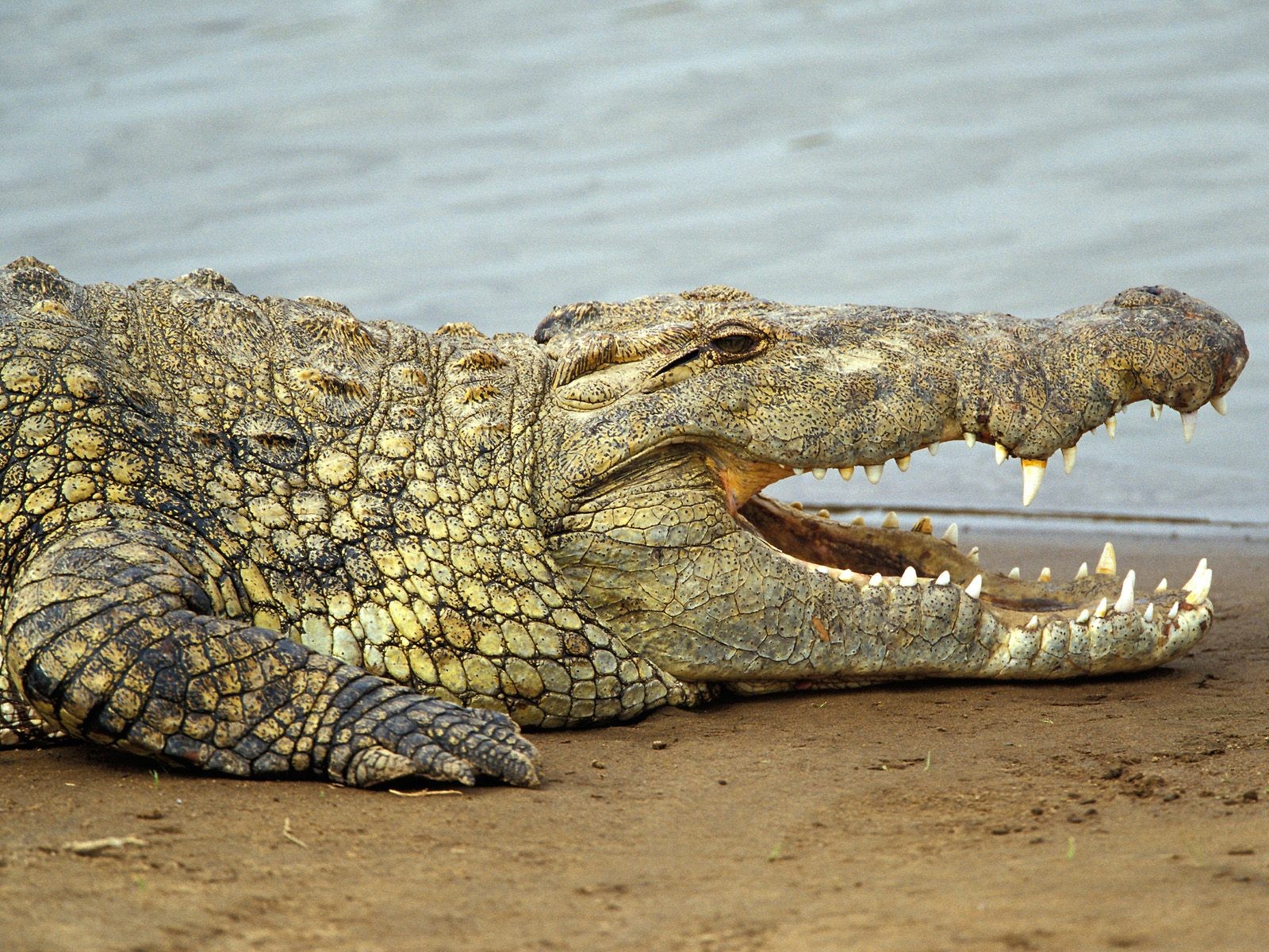 General 1600x1200 Africa nature animals crocodiles reptiles