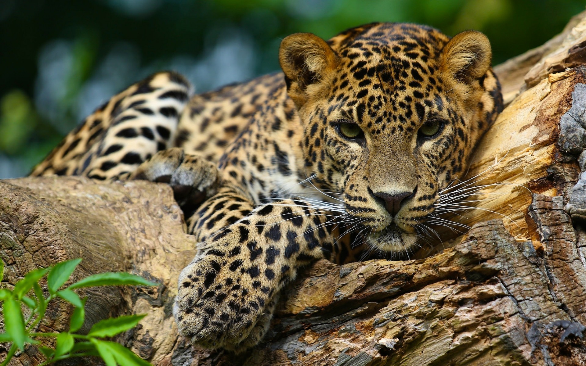 General 1920x1200 jaguars animals feline mammals wildlife big cats closeup