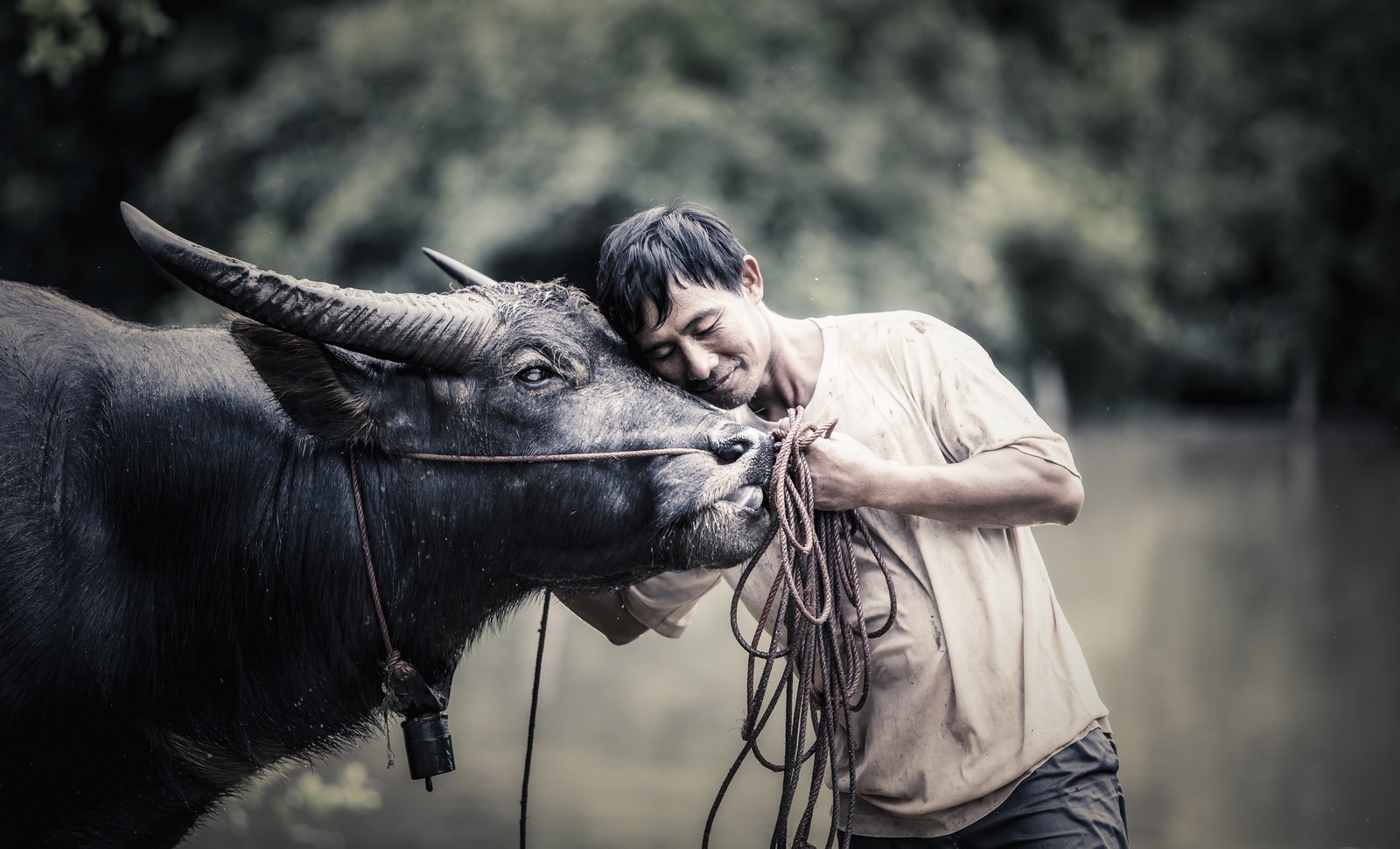 People 1600x970 men mammals animals Asia workers men outdoors bulls farmers