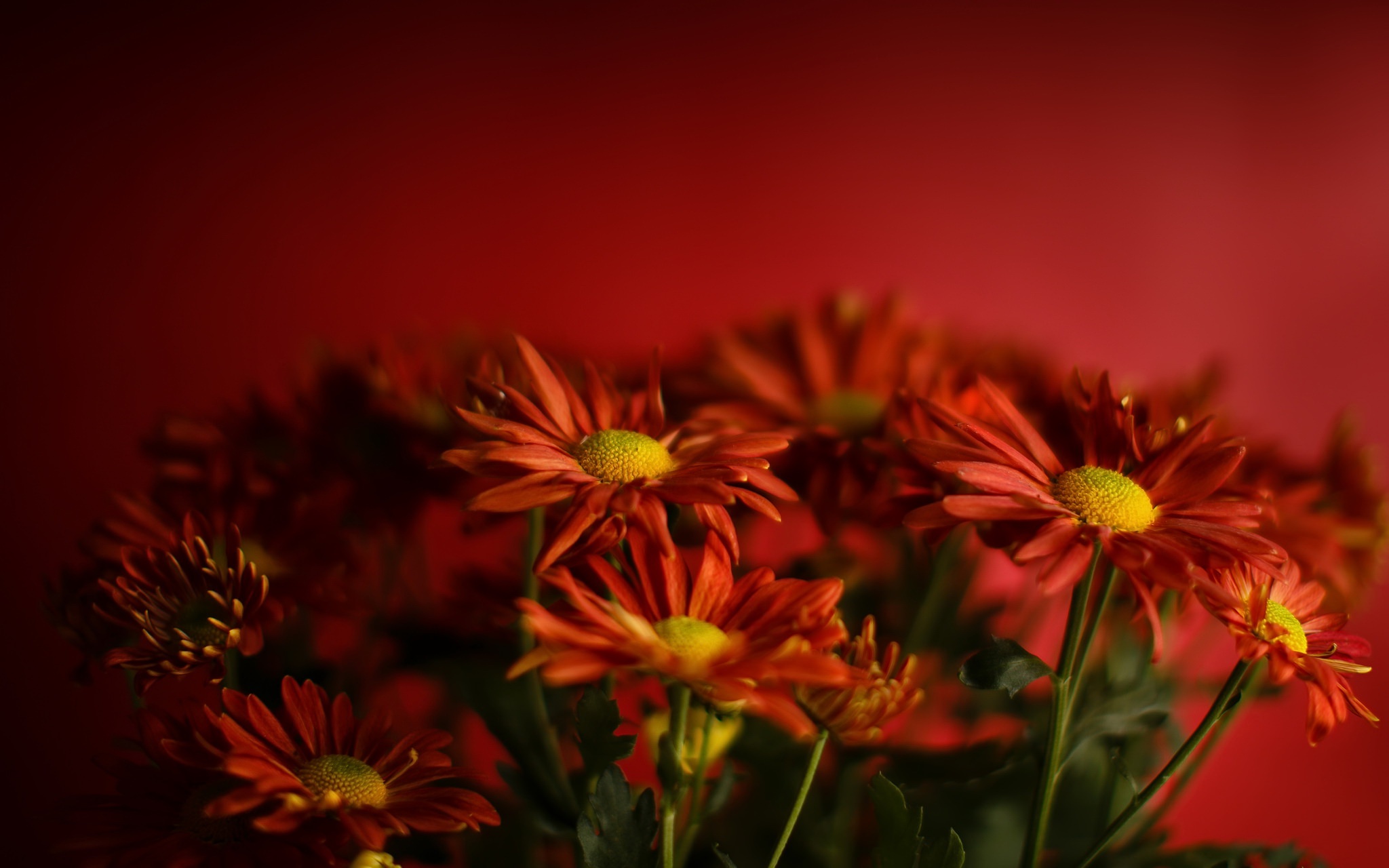 General 2048x1280 red flowers red flowers plants closeup low light simple background