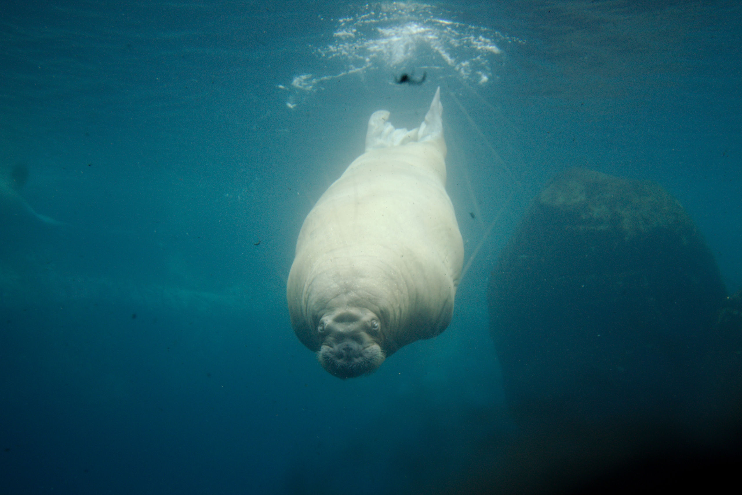 General 2560x1707 Hamburg Zoo underwater water walruses