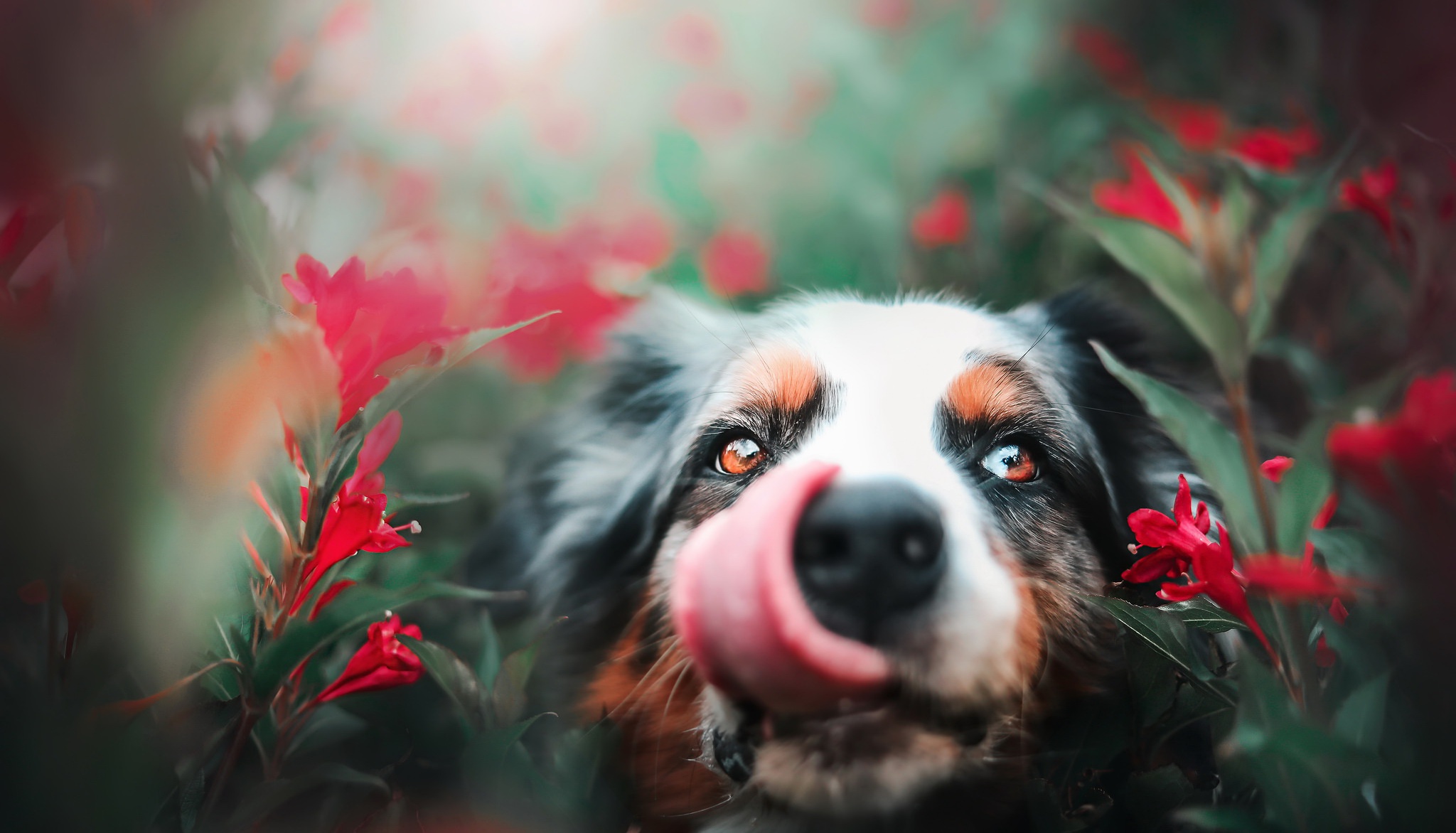 General 2048x1172 blurred red tongues dog animals plants
