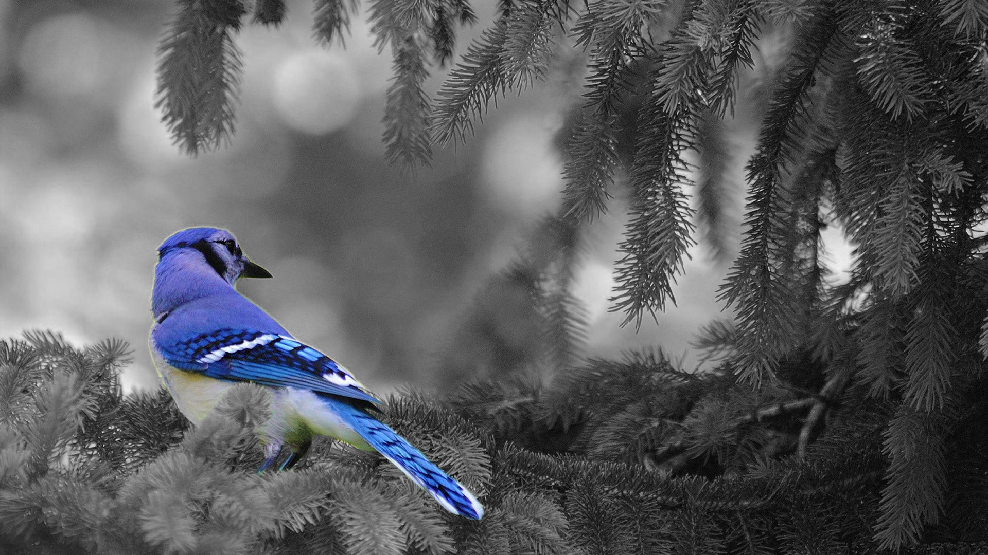 General 1920x1080 selective coloring animals birds blue jays nature