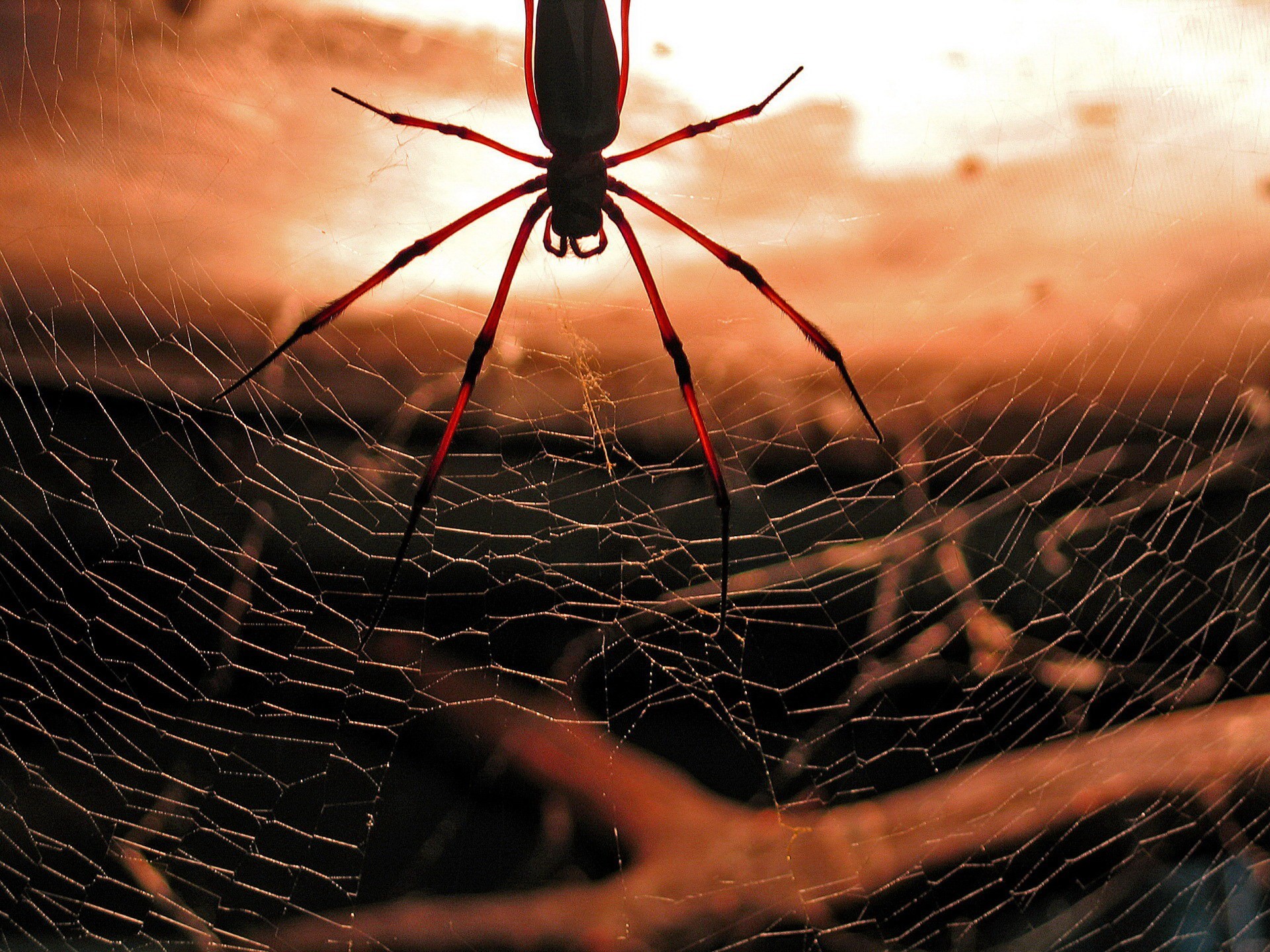 General 1920x1440 macro animals spider spiderwebs dark arachnid nature
